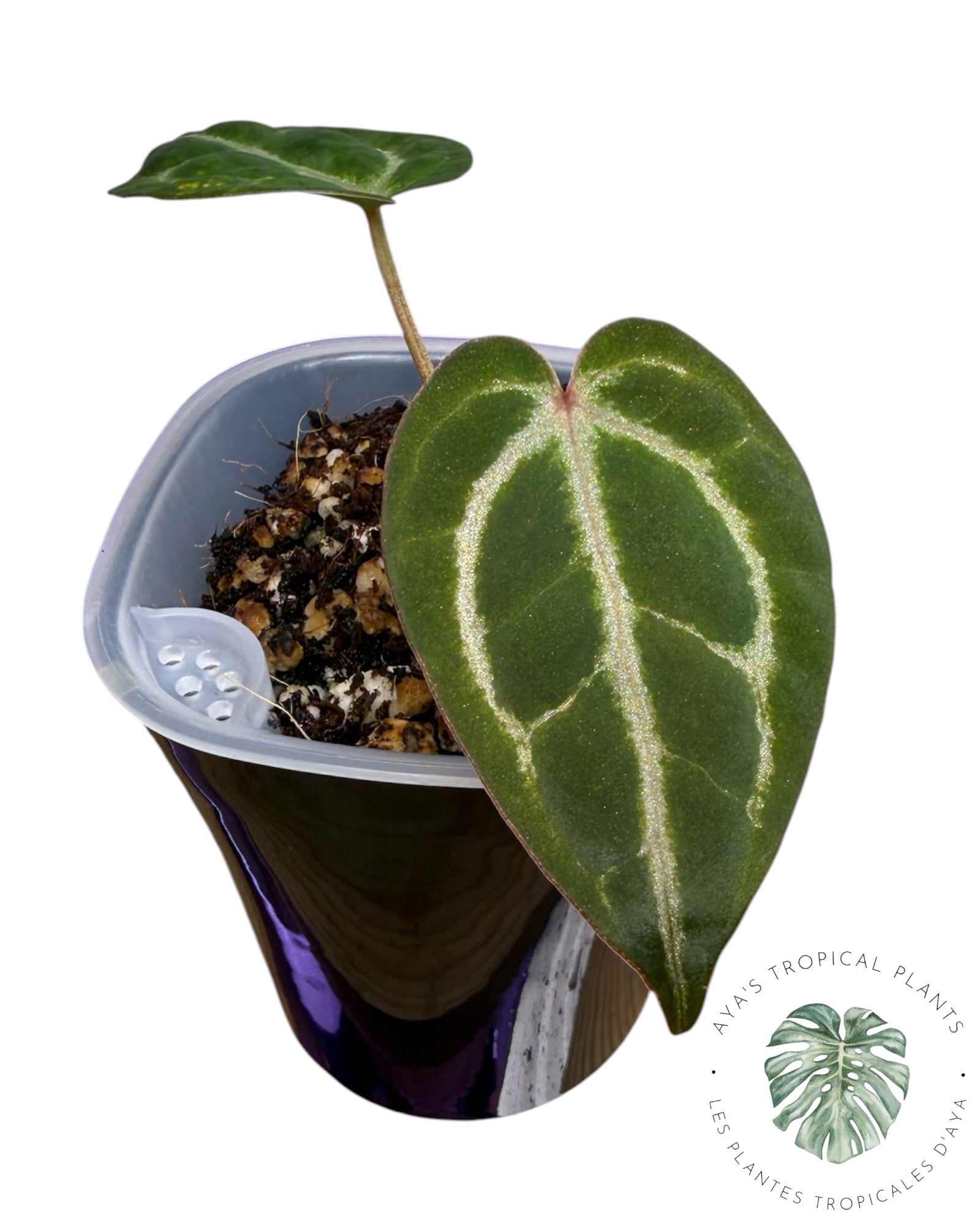 Anthurium Ace of Spades Dark × Silver Blush × Rouge