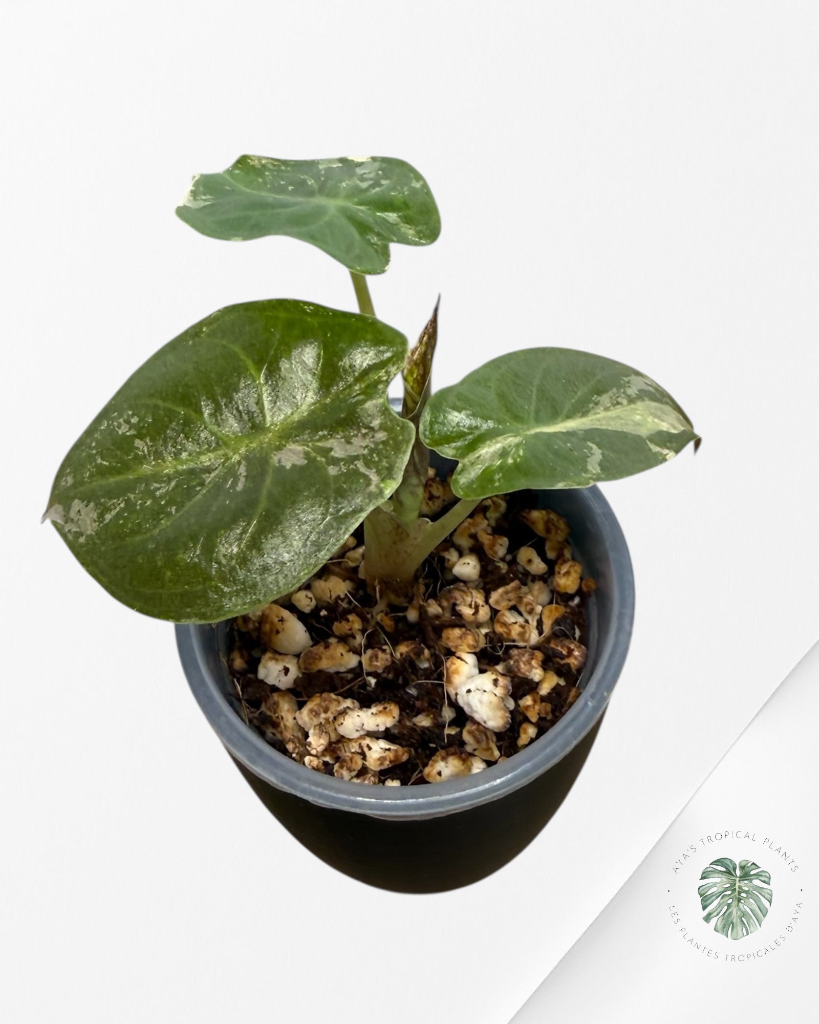 Alocasia Wentii Albo Pink Variegated