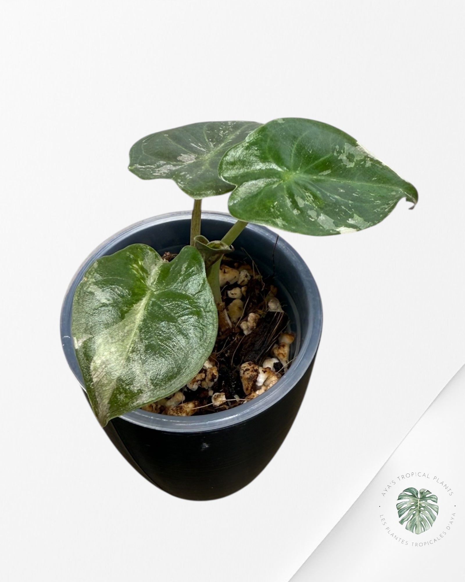 Alocasia Wentii Albo Pink Variegated