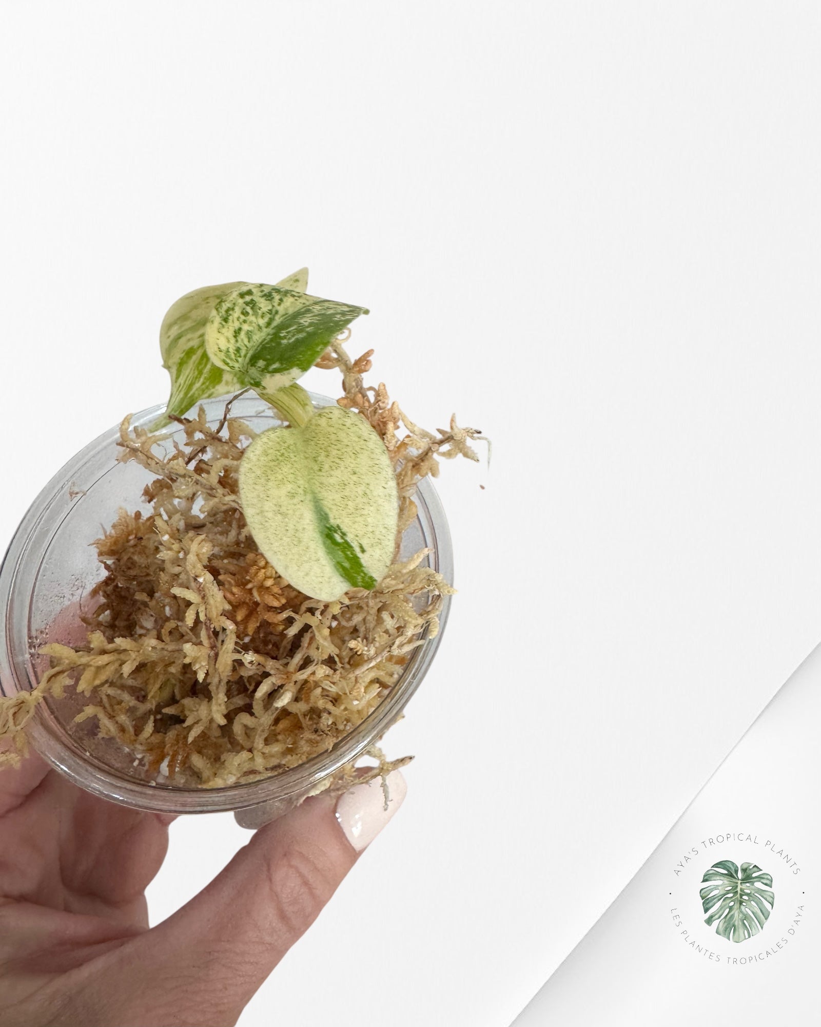 Monstera White Mint - TC32