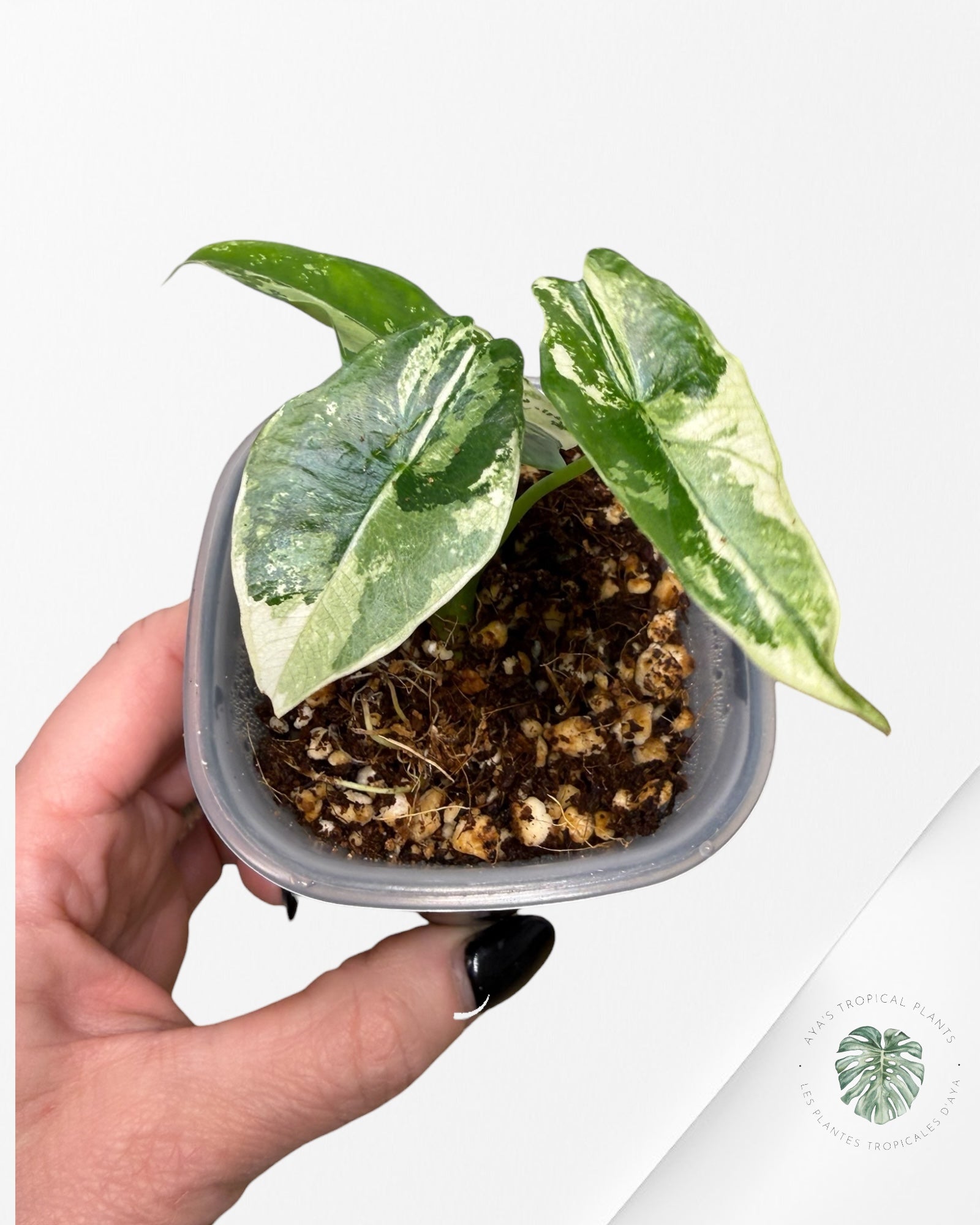 Alocasia Simpo Albo Variegated