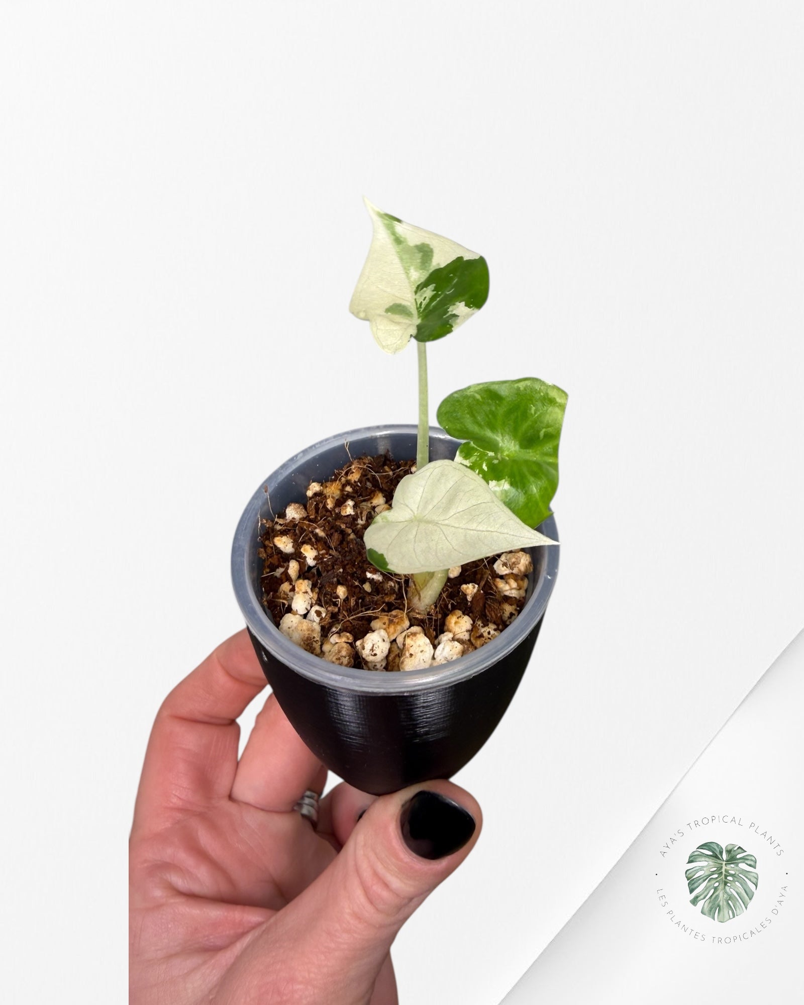 Alocasia Regal Shield Albo panaché