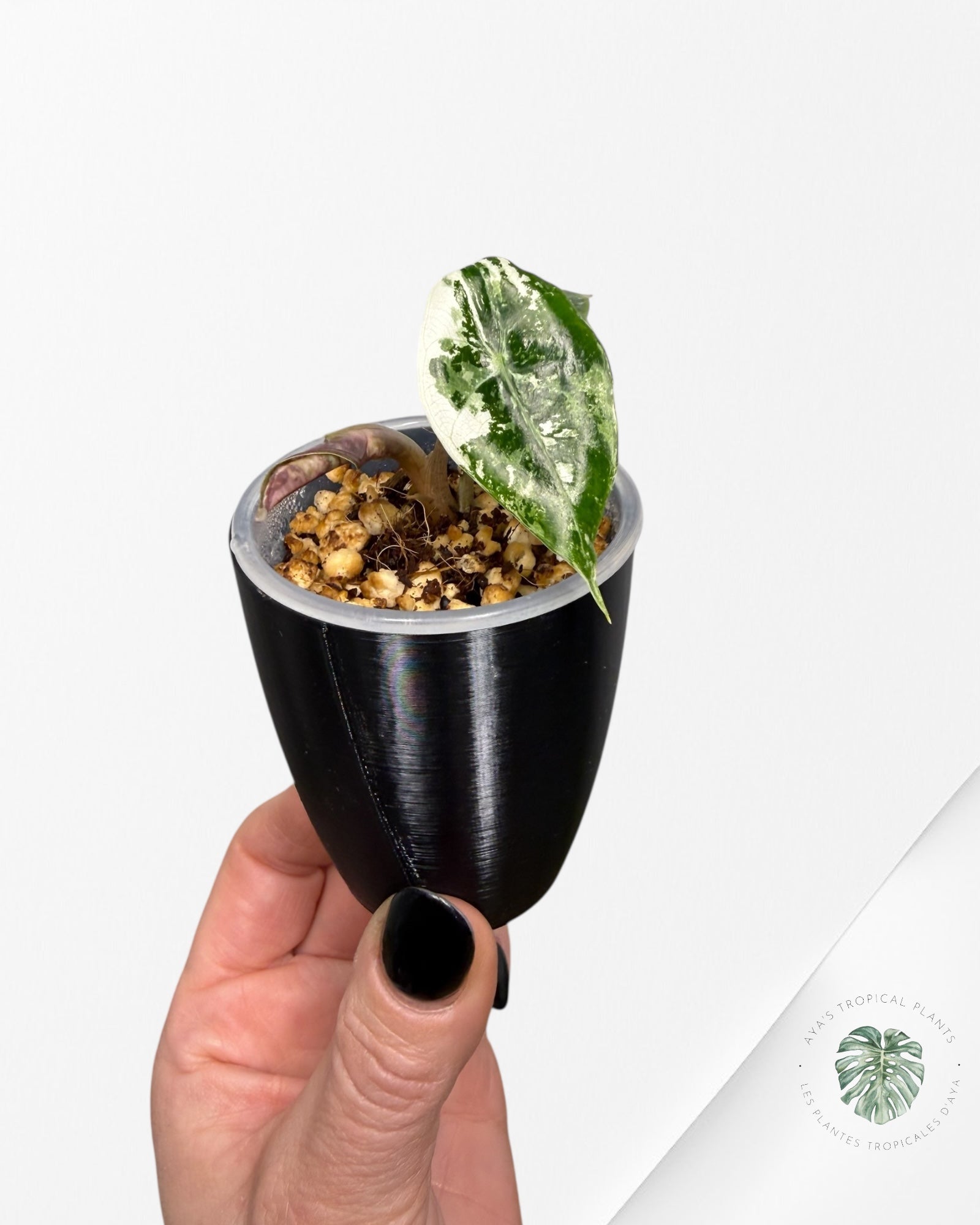 Alocasia Polly Pink Variegated