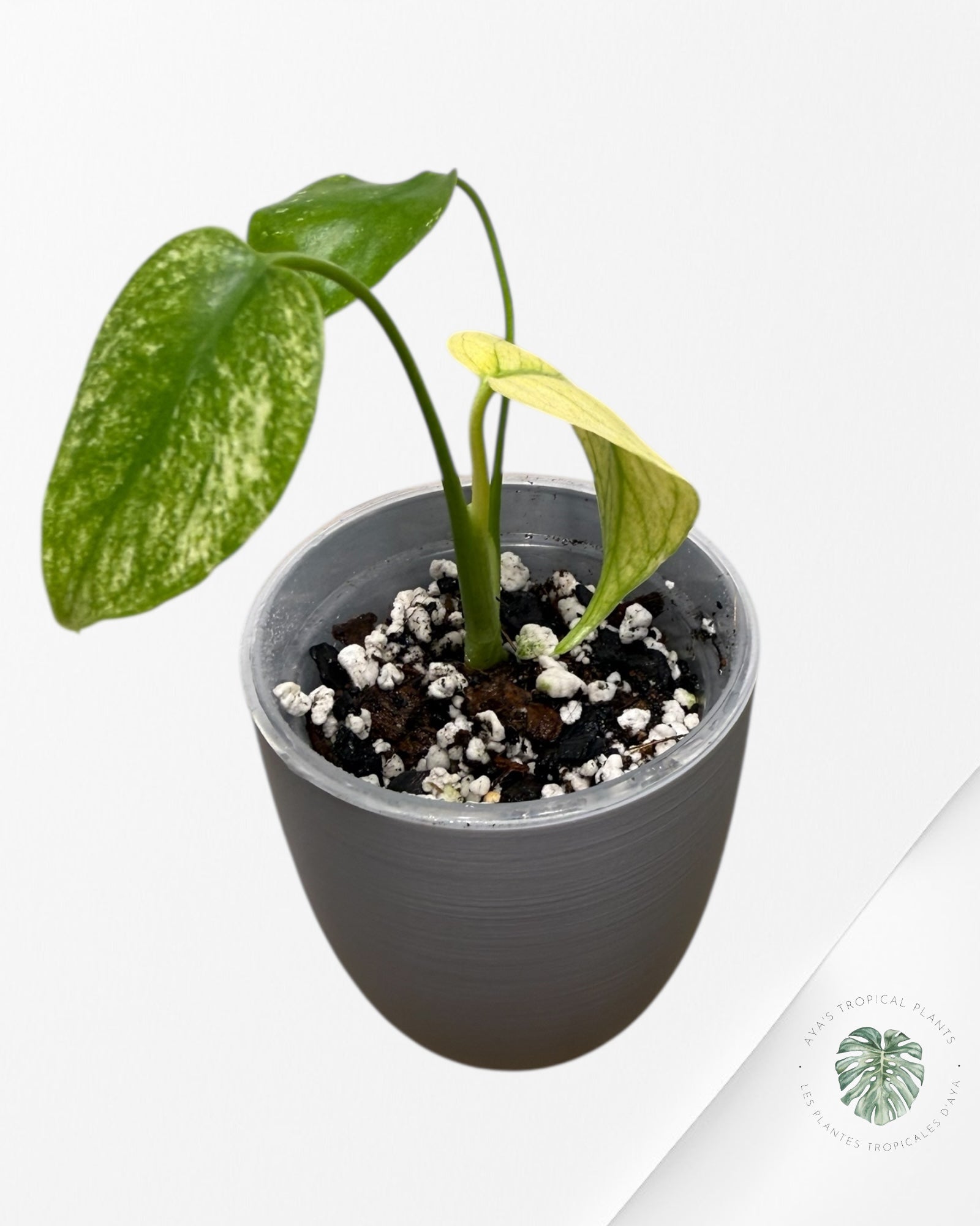 Monstera Menthe | Plante TC rare | Plantes tropicales d'Aya