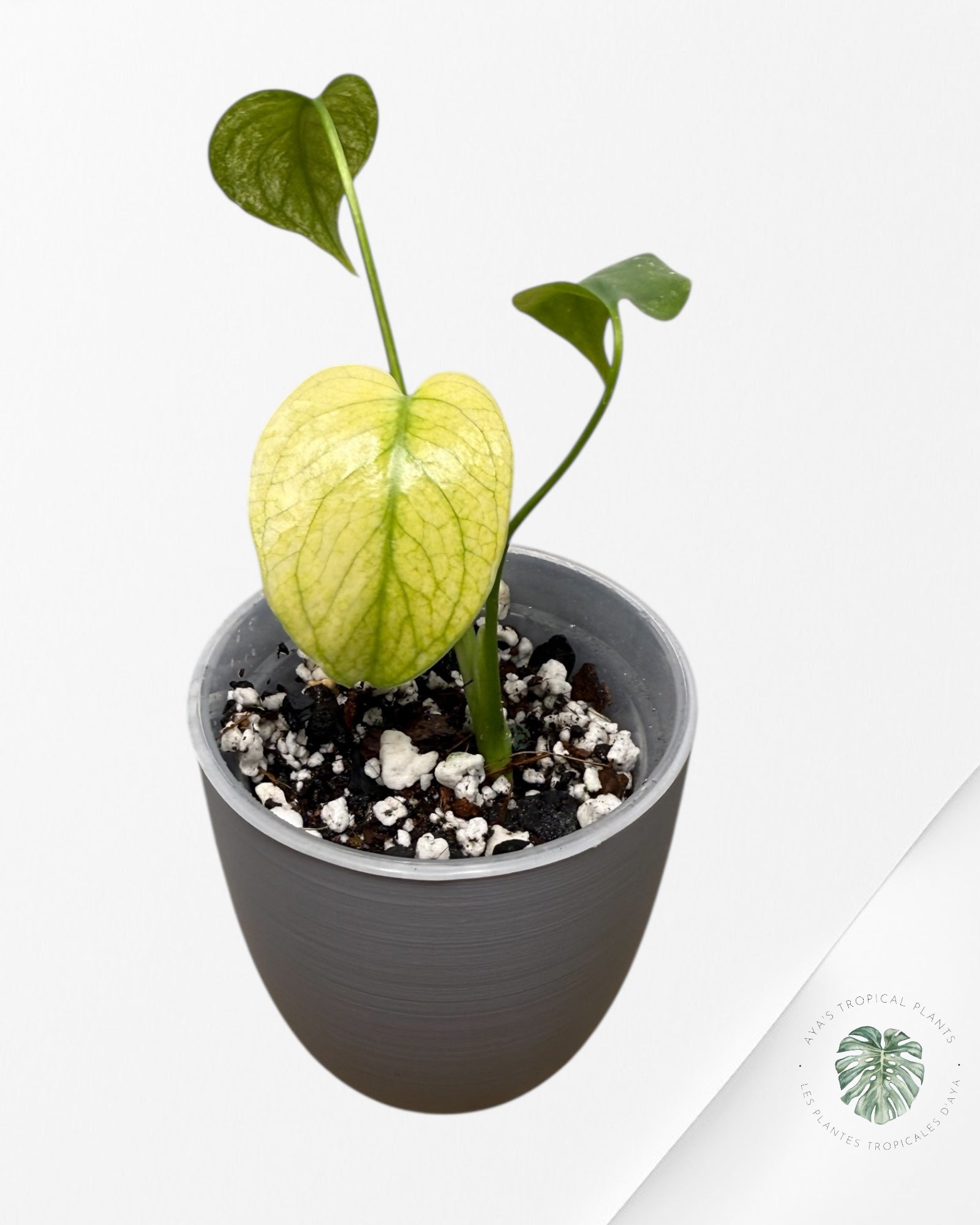 Monstera Menthe | Plante TC rare | Plantes tropicales d'Aya