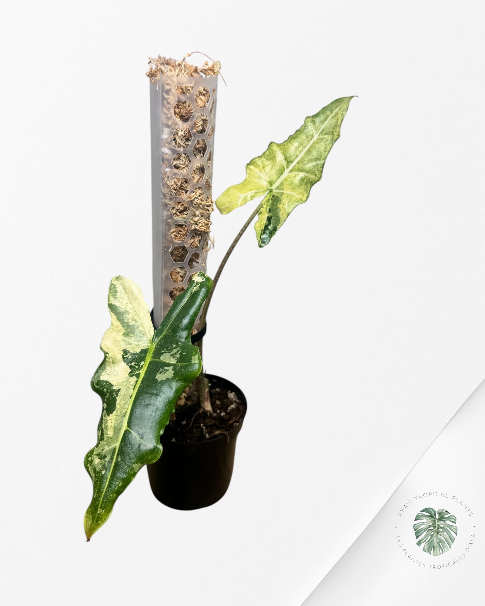 Alocasia sarian variegated - F1