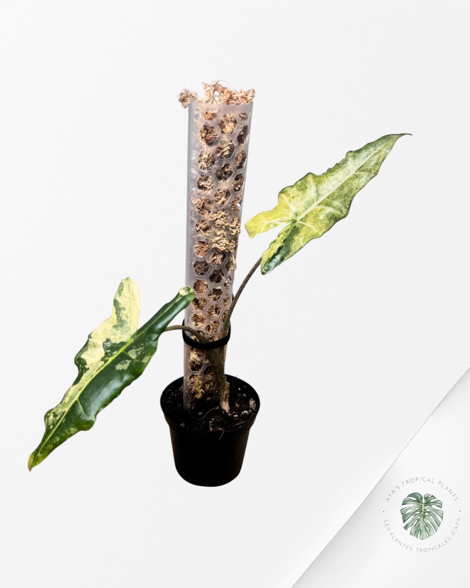 Alocasia sarian variegated - F1