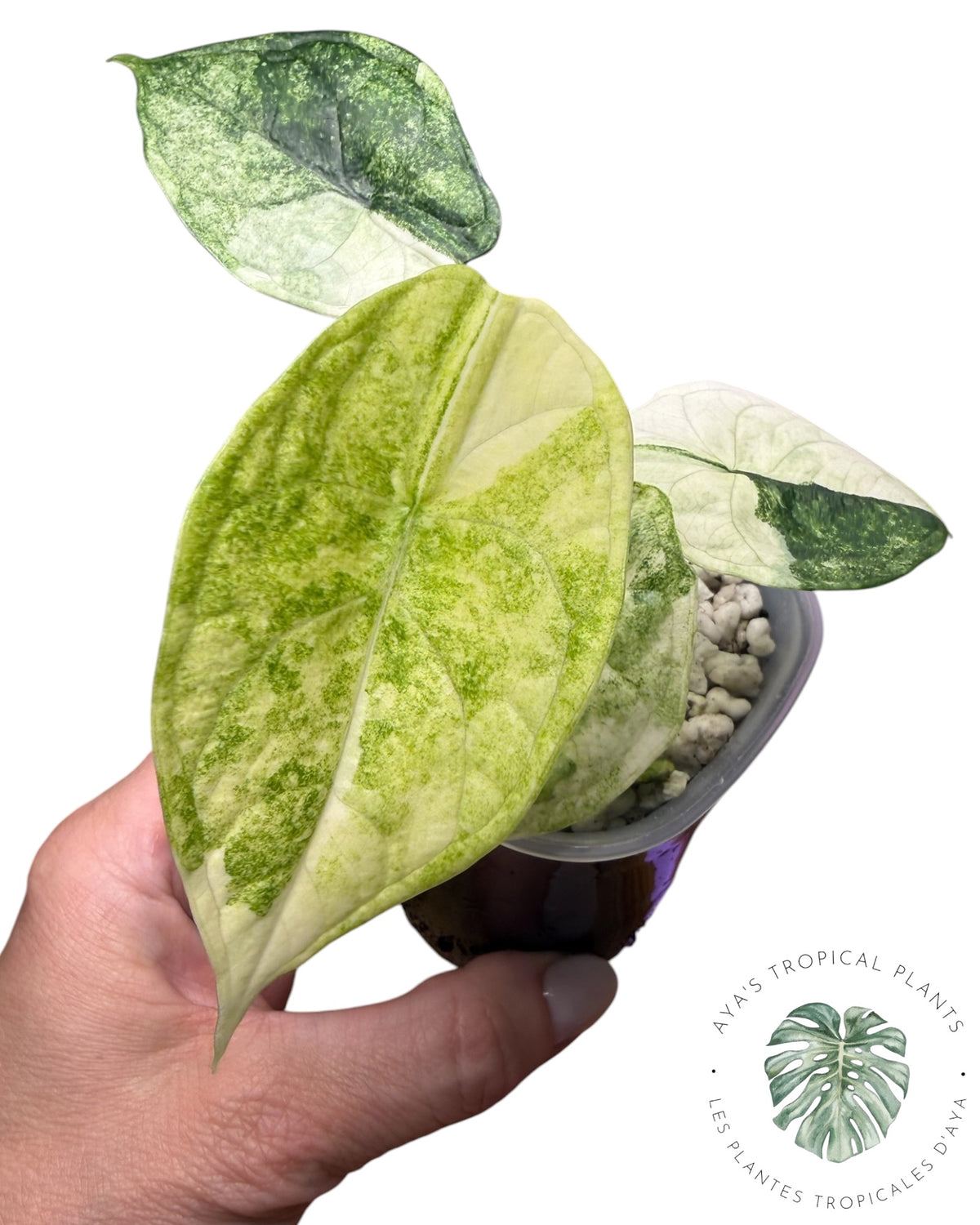 Alocasia Aegis Mint Variegated