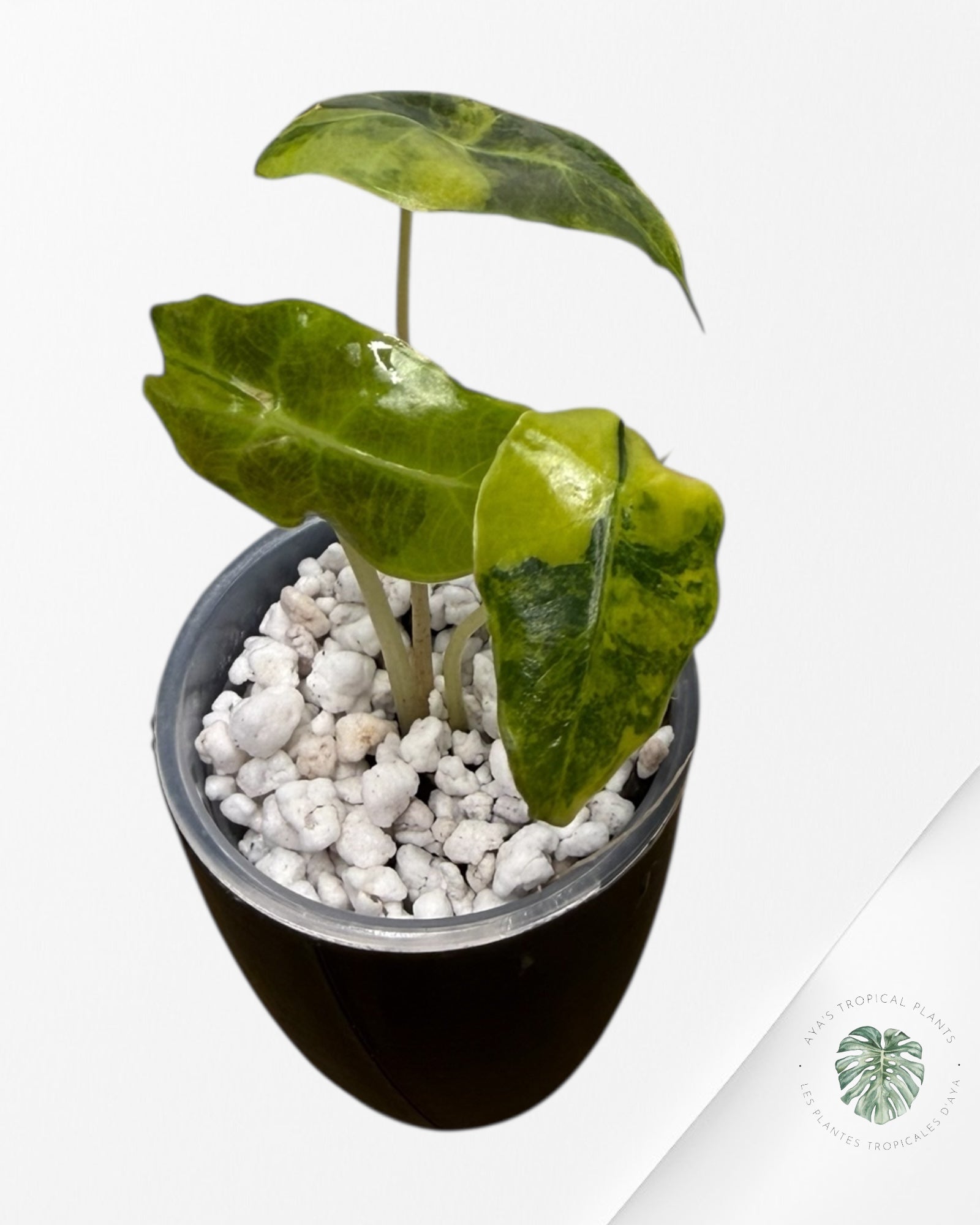 Alocasia Sanderiana ‘Bull’ Aurea Variegated