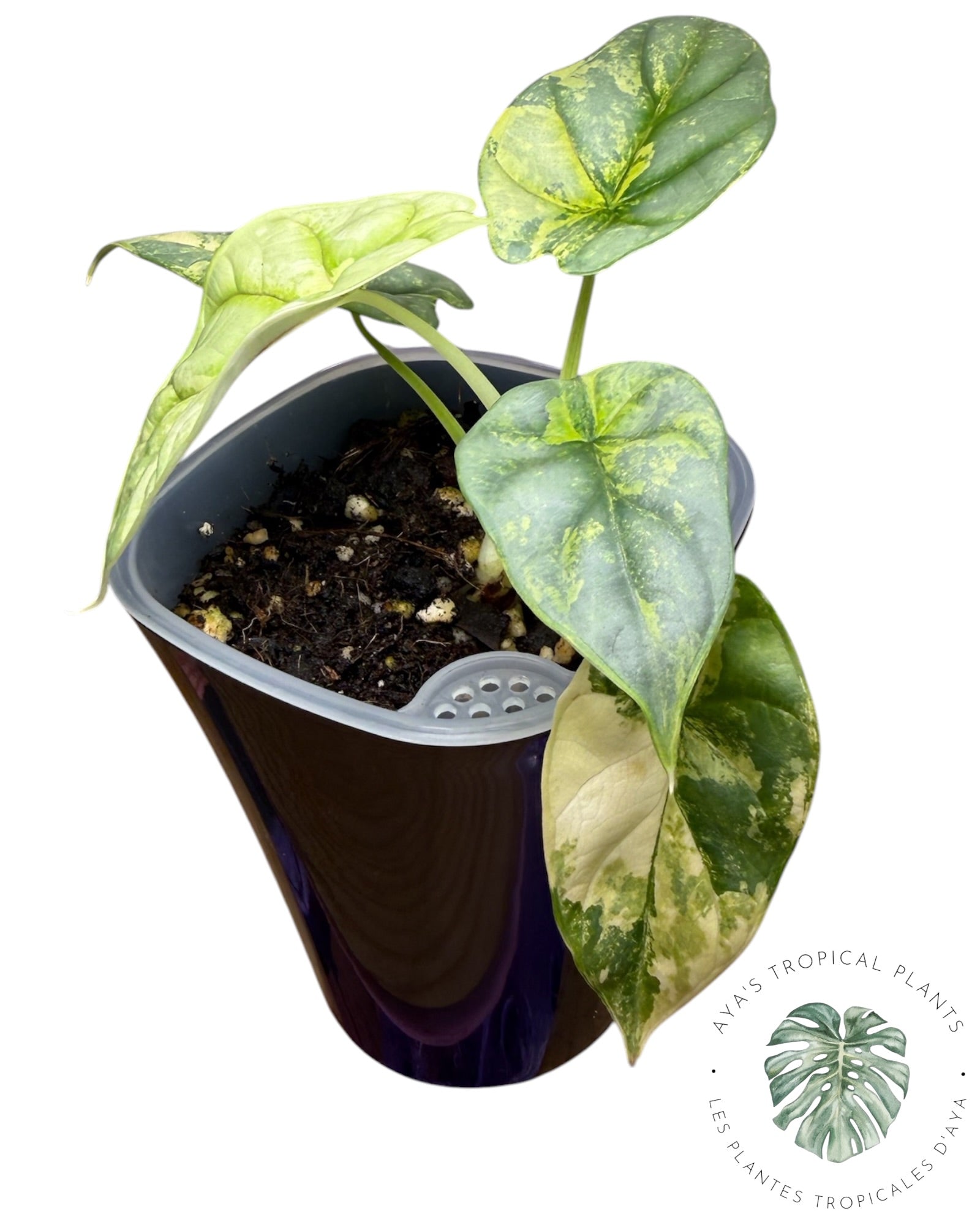 Alocasia Silver Dragon Aurea Variegated