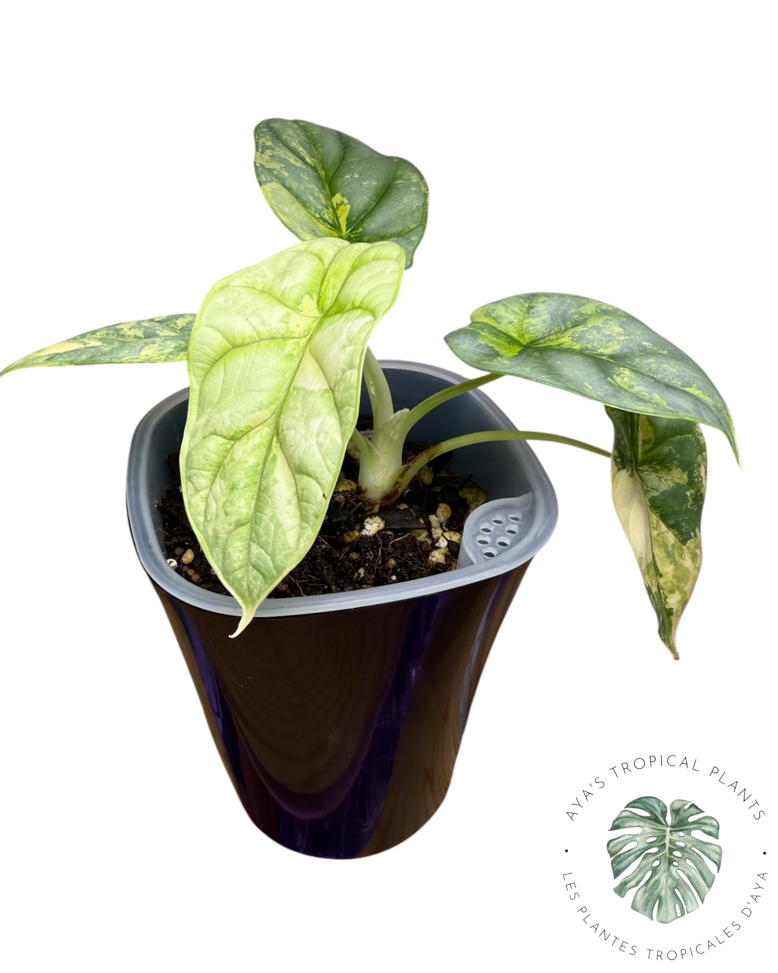 Alocasia Silver Dragon Aurea Variegated