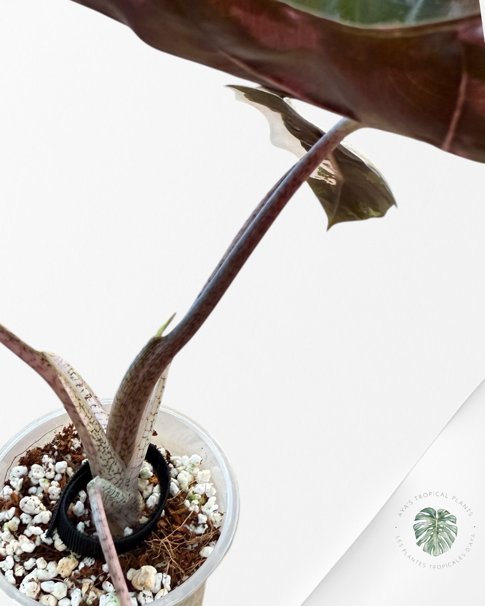 Alocasia Pseudo Sanderiana Albo/Rose - 267