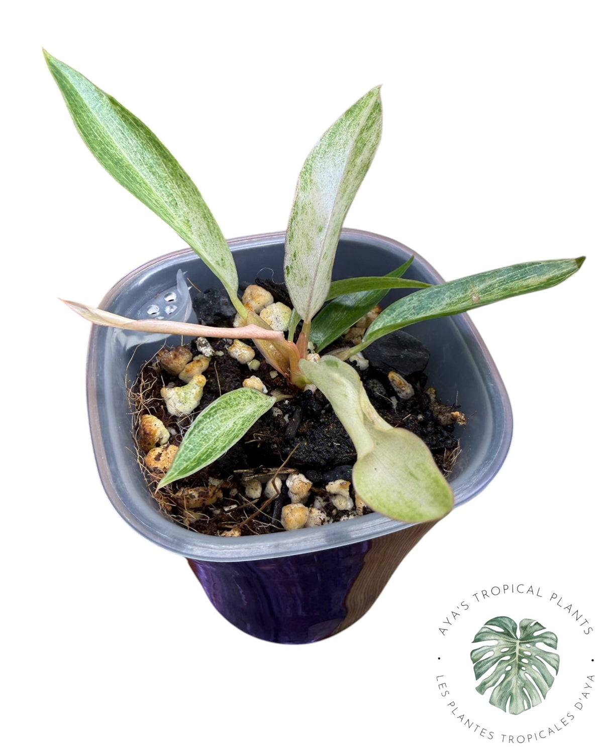 Philodendron Strawberry Caramel Panaché
