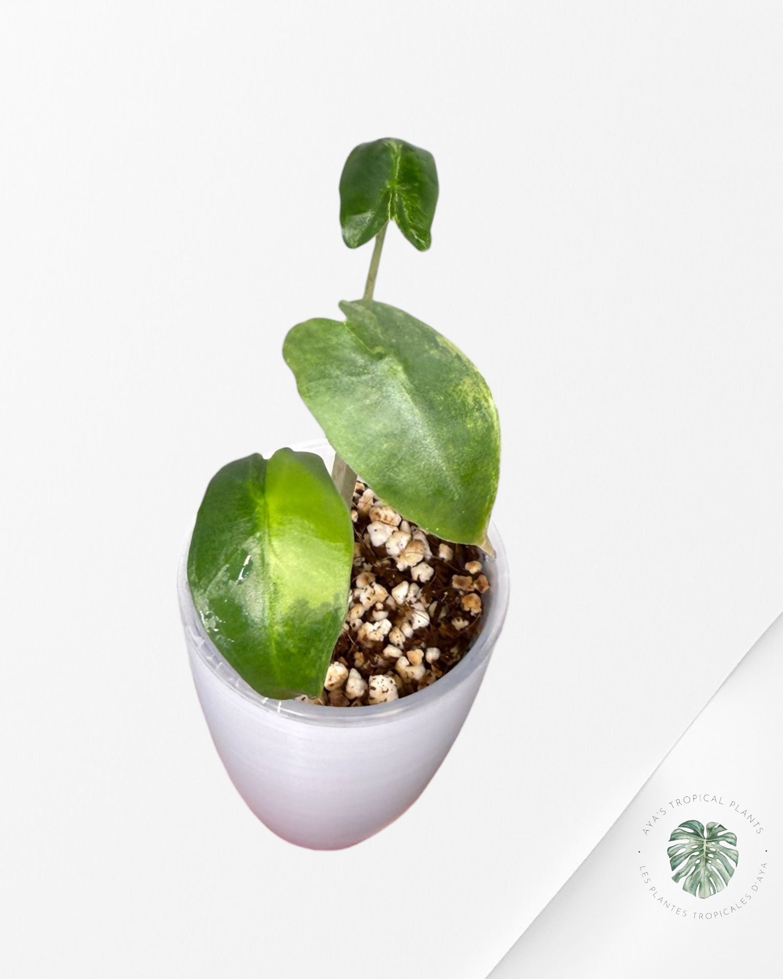 Alocasia Sarian Aurea Variegated