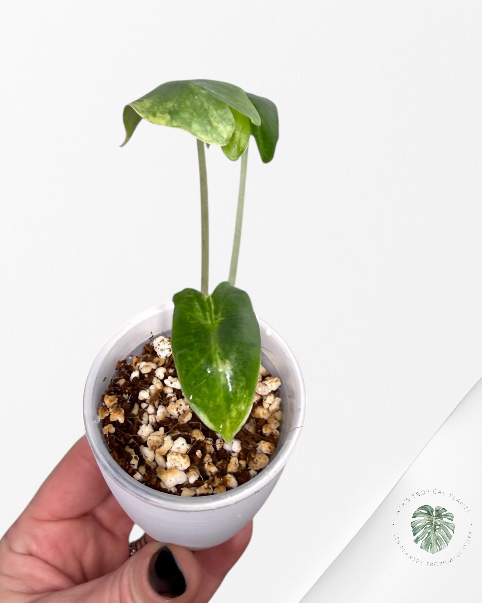 Alocasia Sarian Aurea Variegated