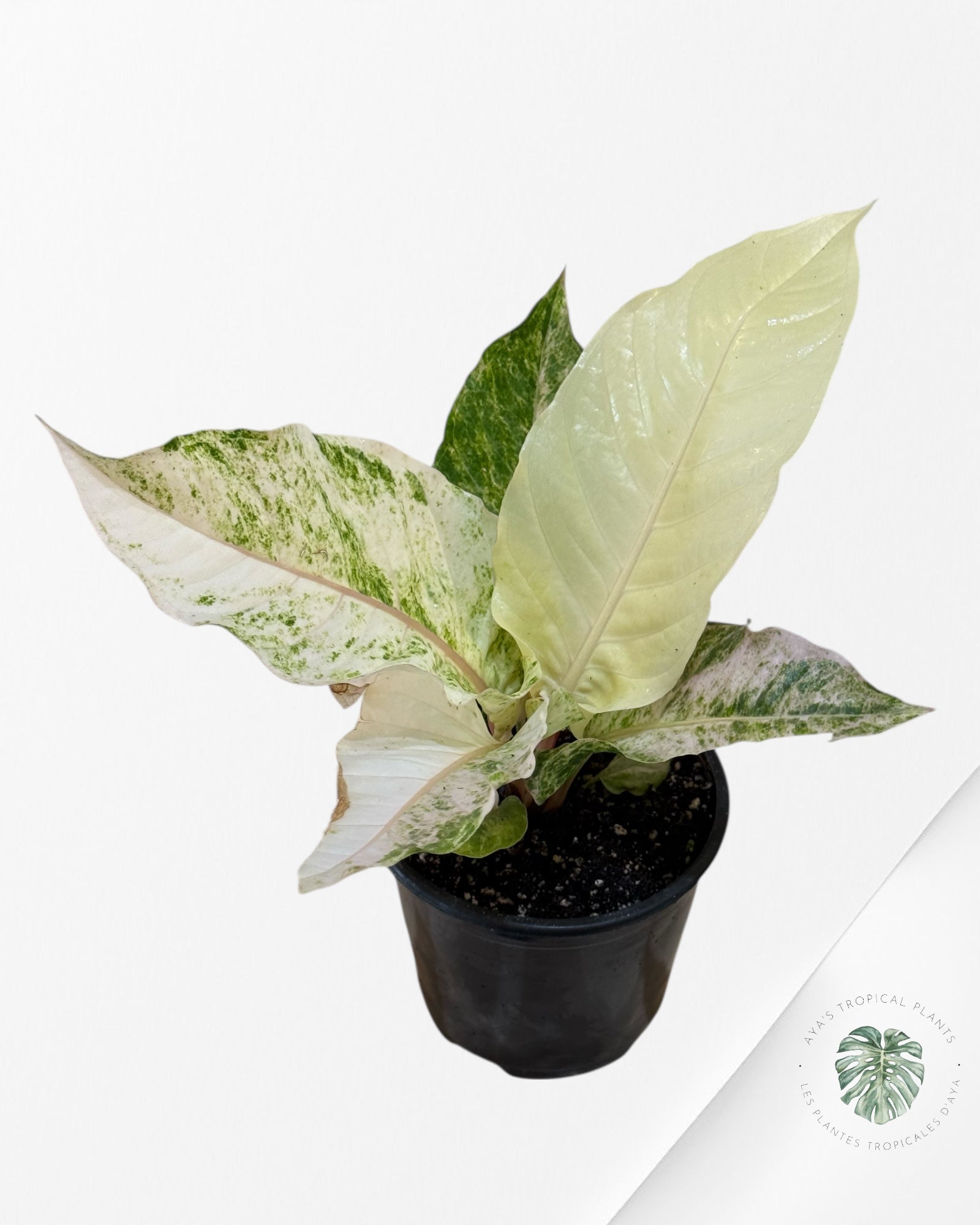 Anthurium Hookeri Aurea-400