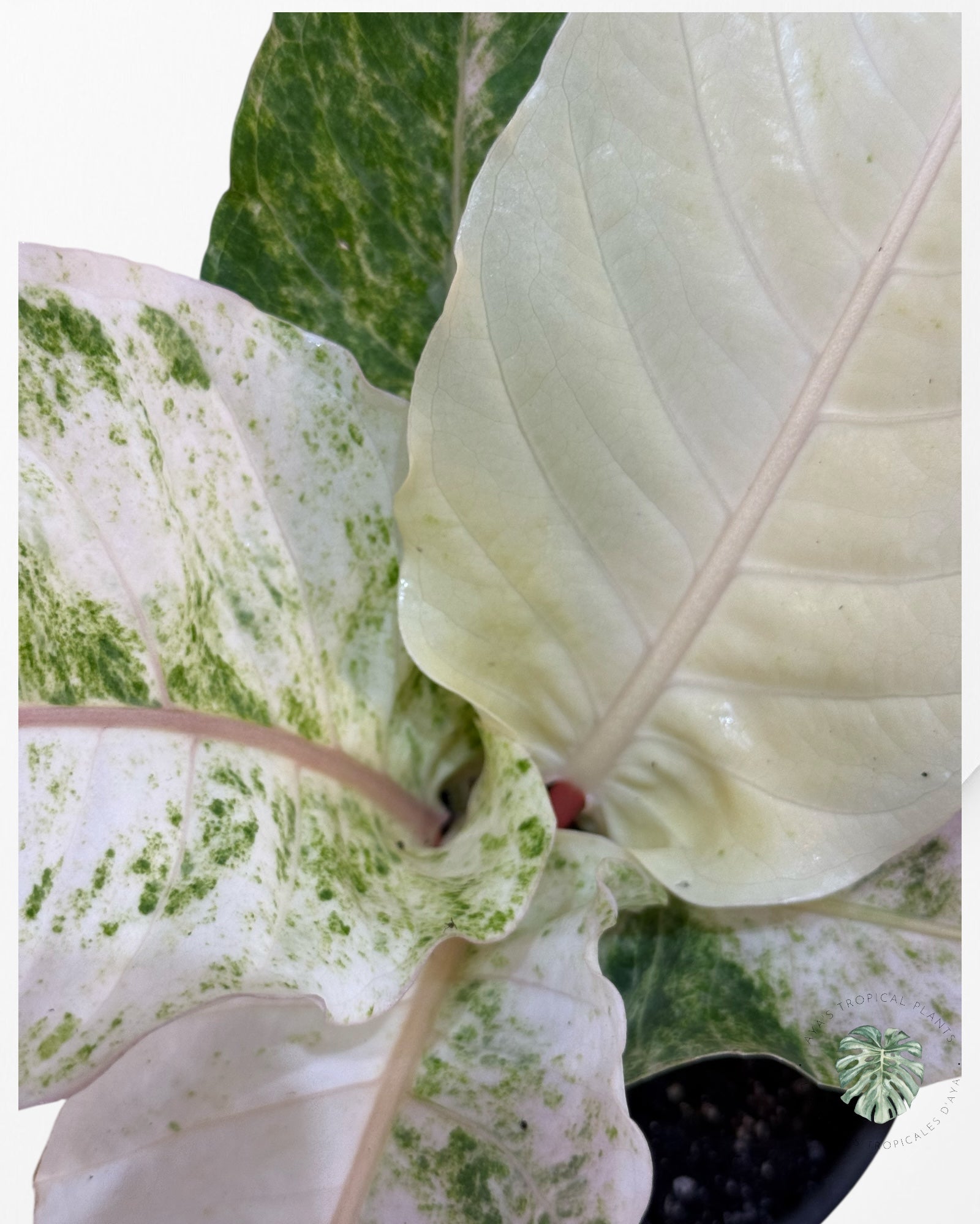 Anthurium Hookeri Aurea-400