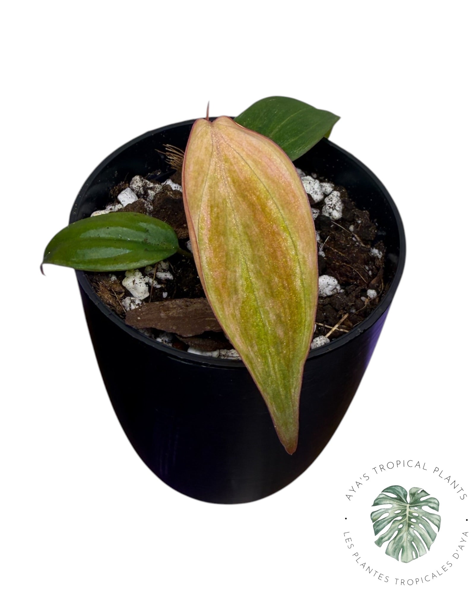 Philodendron Pink Micans Mint