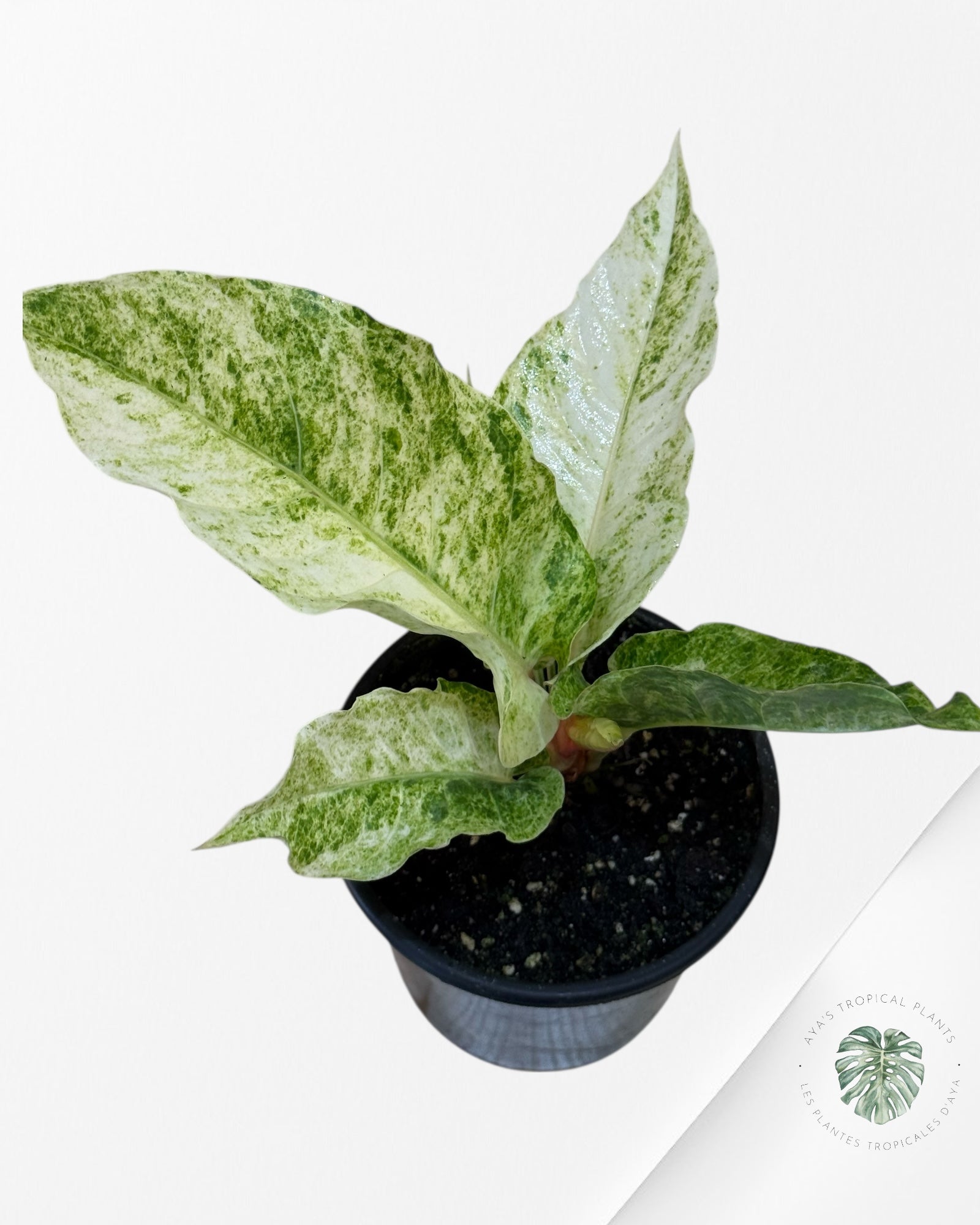 Anthurium Hookeri Aurea-401