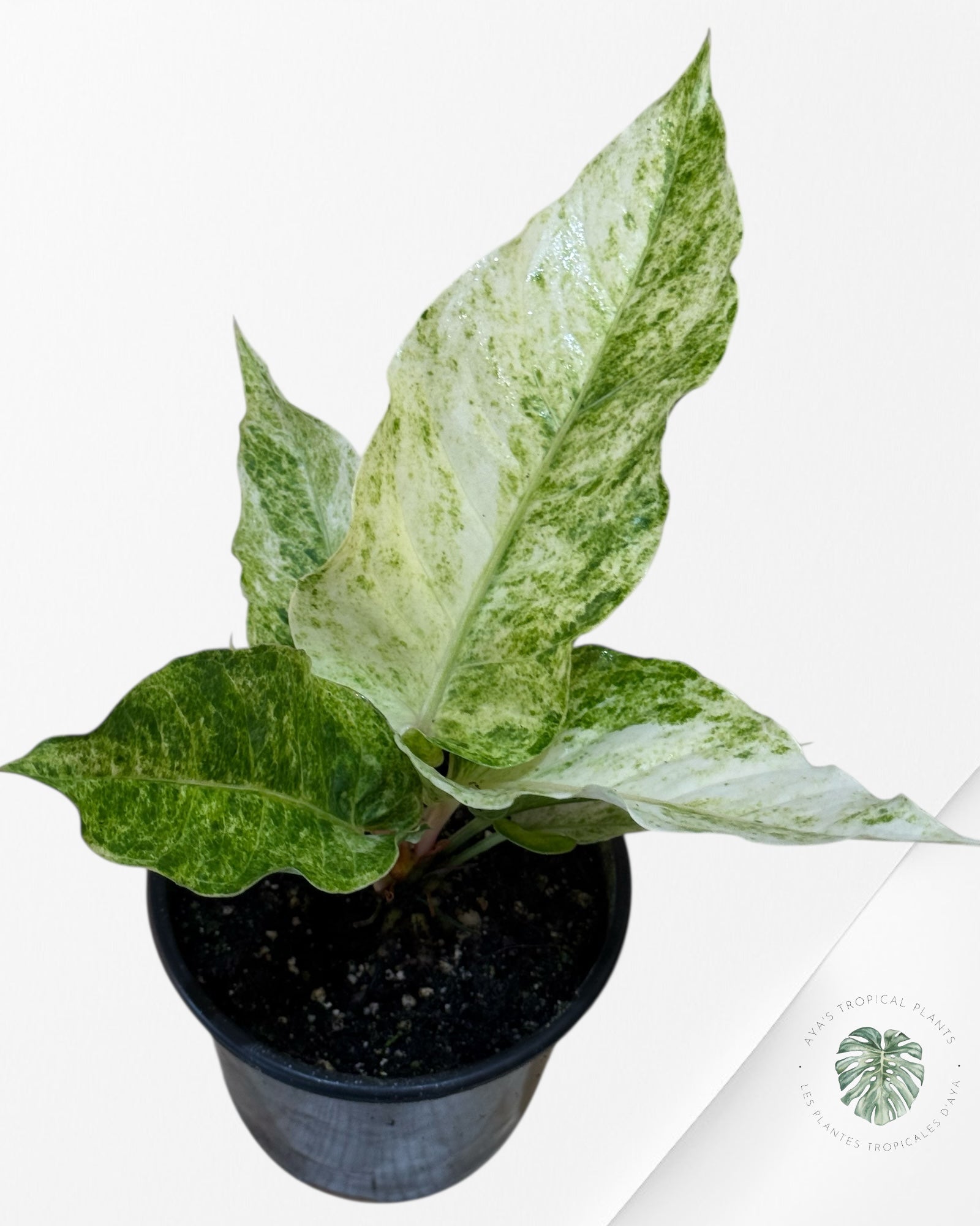 Anthurium Hookeri Aurea-401