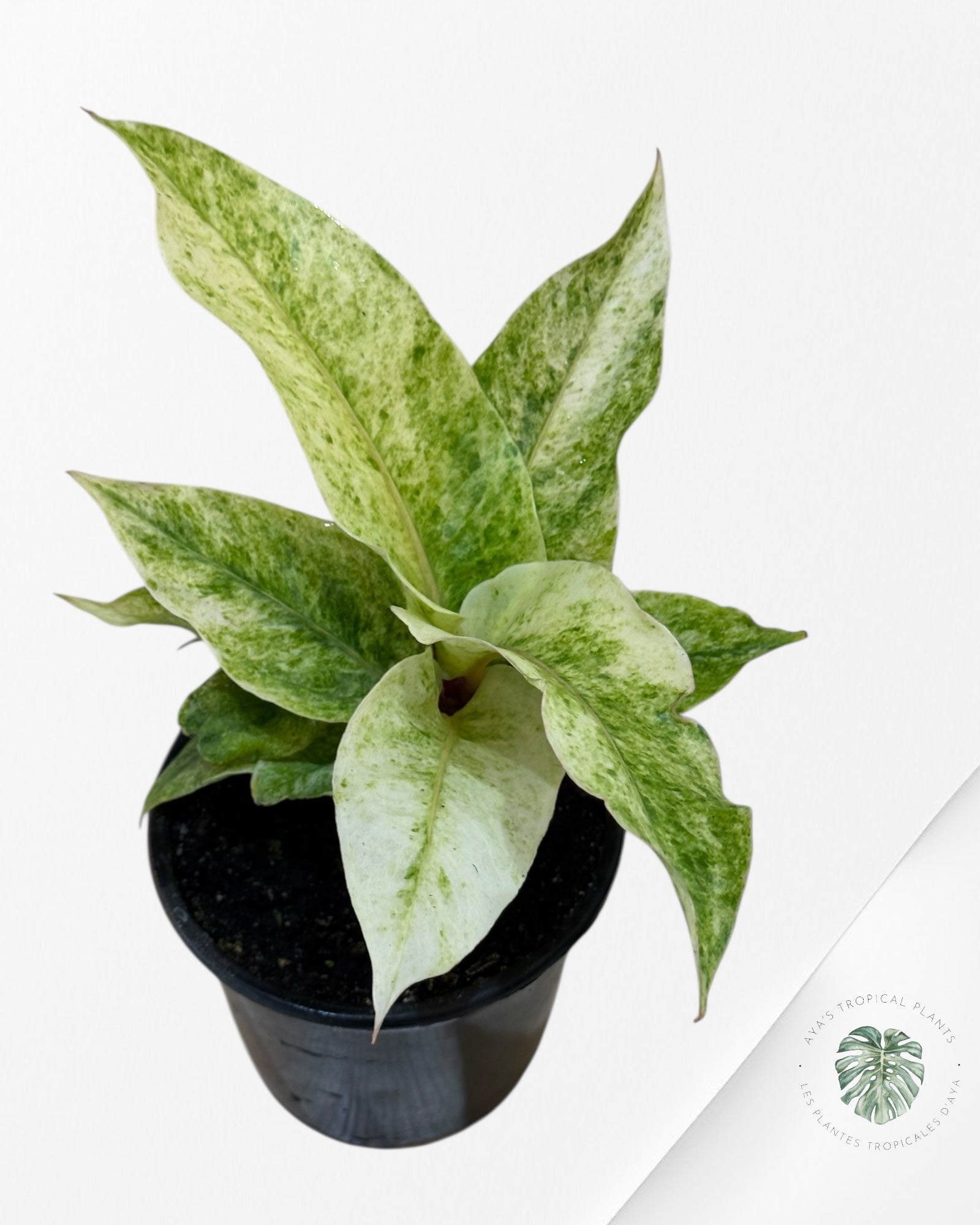 Anthurium Hookeri Aurea-402