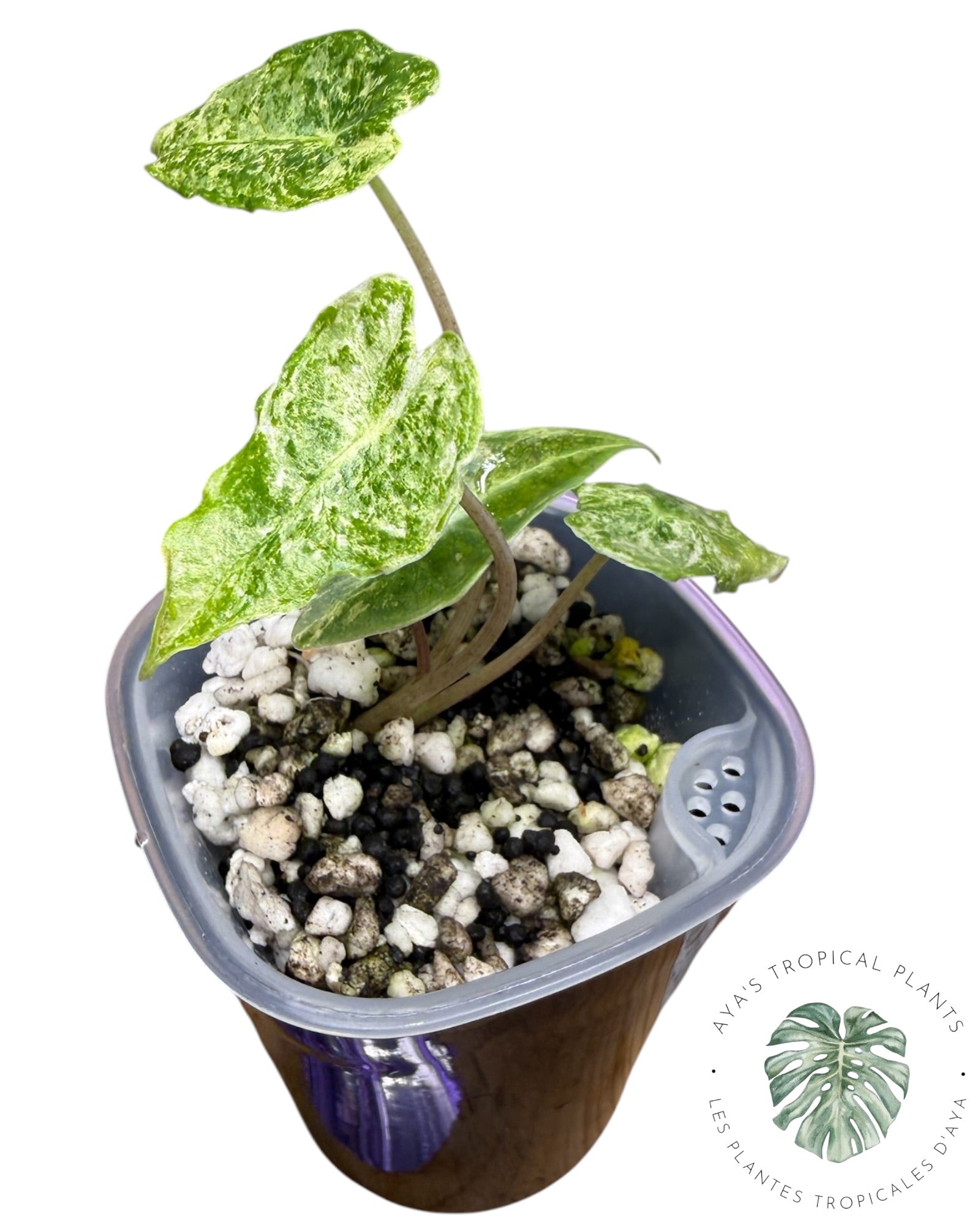Alocasia Black Satun ‘Stardust’ Variegated