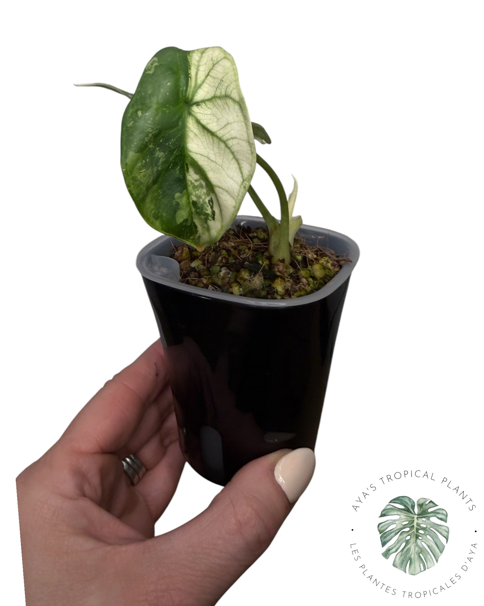Alocasia Silver Dragon Albo Variegated