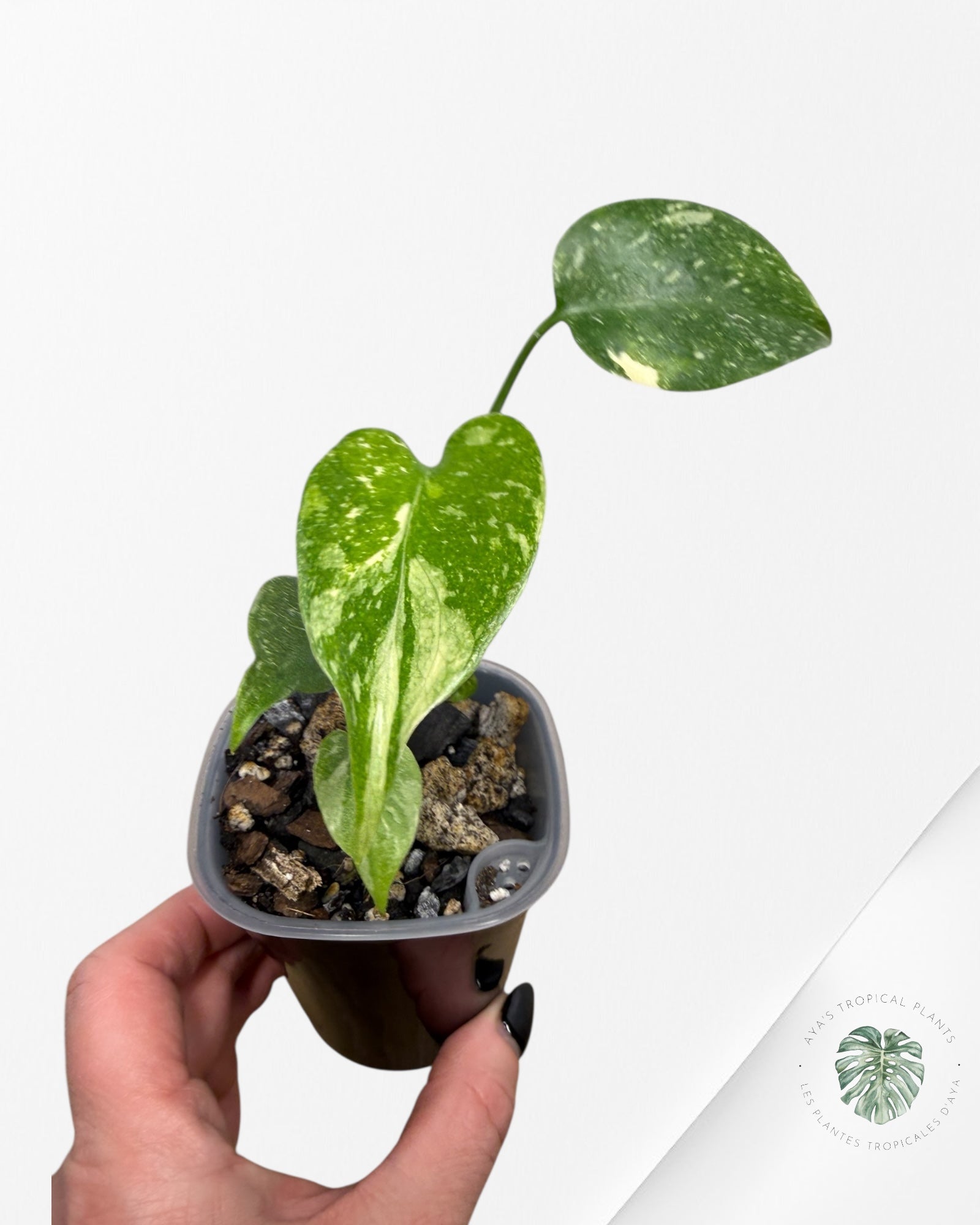 Monstera Thai Constellation Creme Brûlée