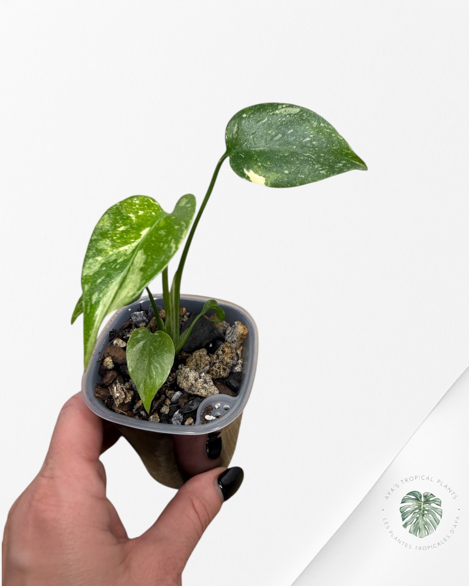 Monstera Thai Constellation Creme Brûlée