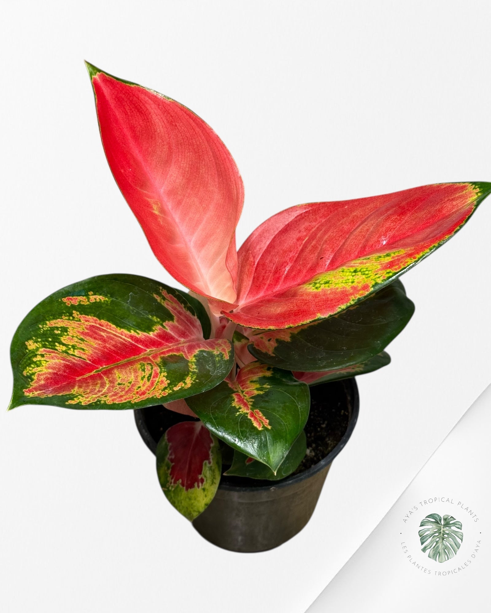 Aglaonema Suksom-403