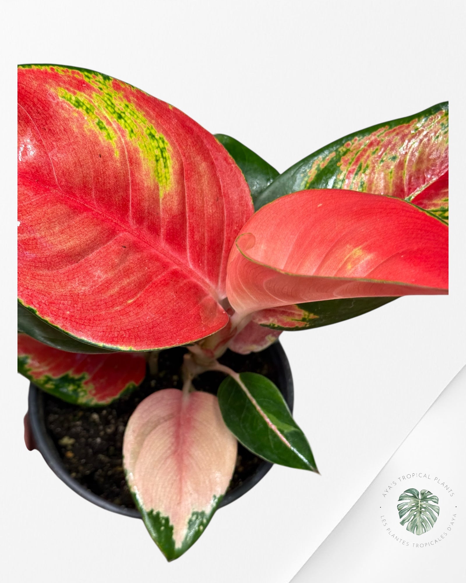 Aglaonema Suksom-403