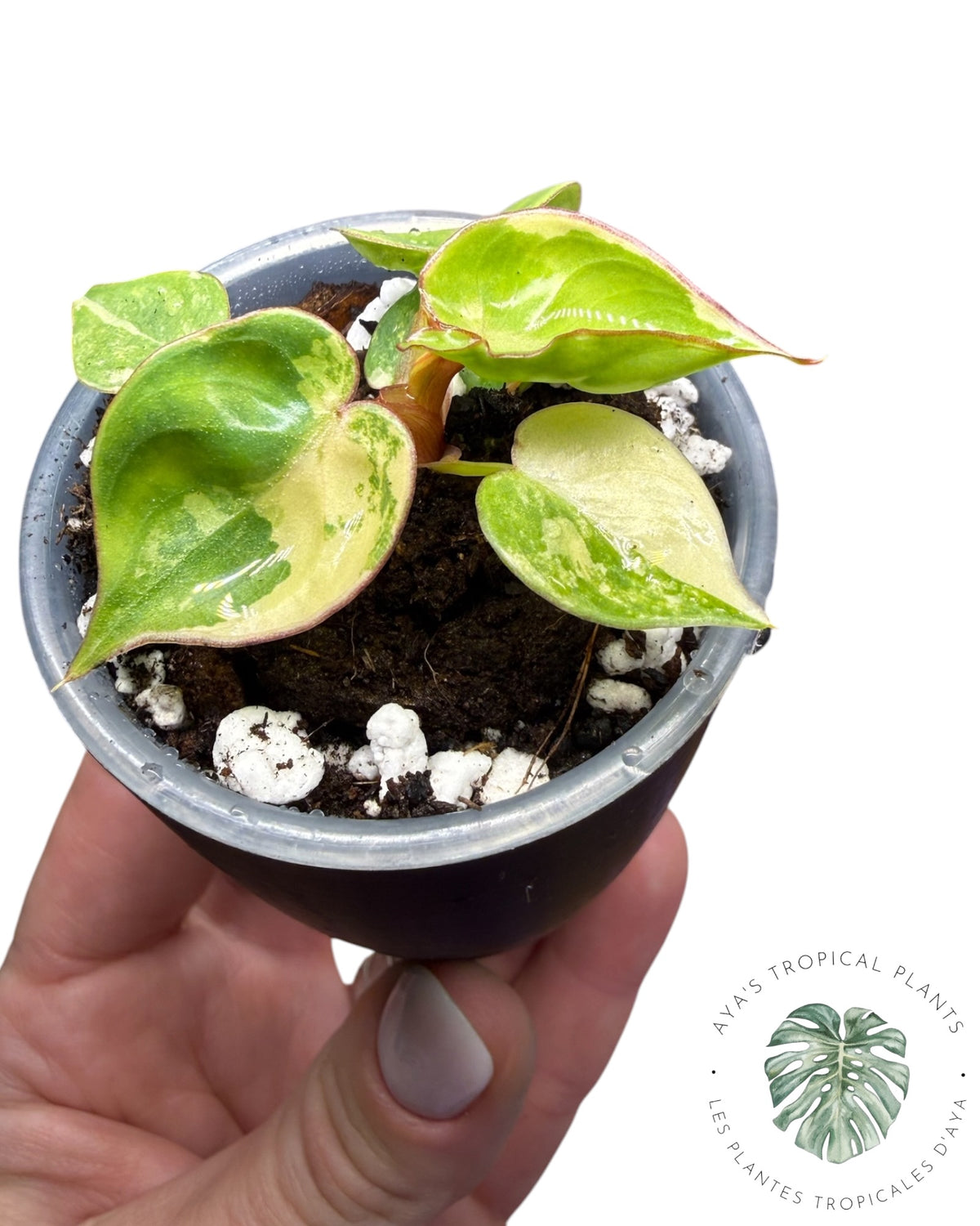 Philodendron Billietiae Panaché