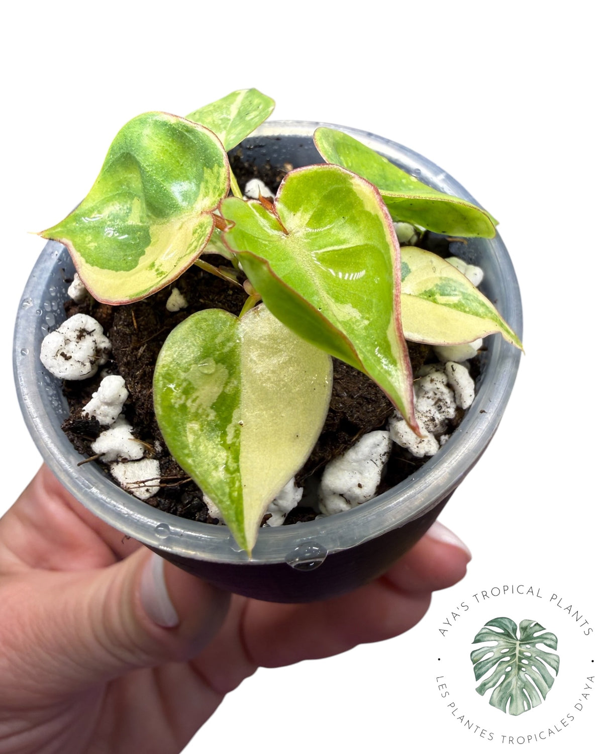 Philodendron Billietiae Panaché