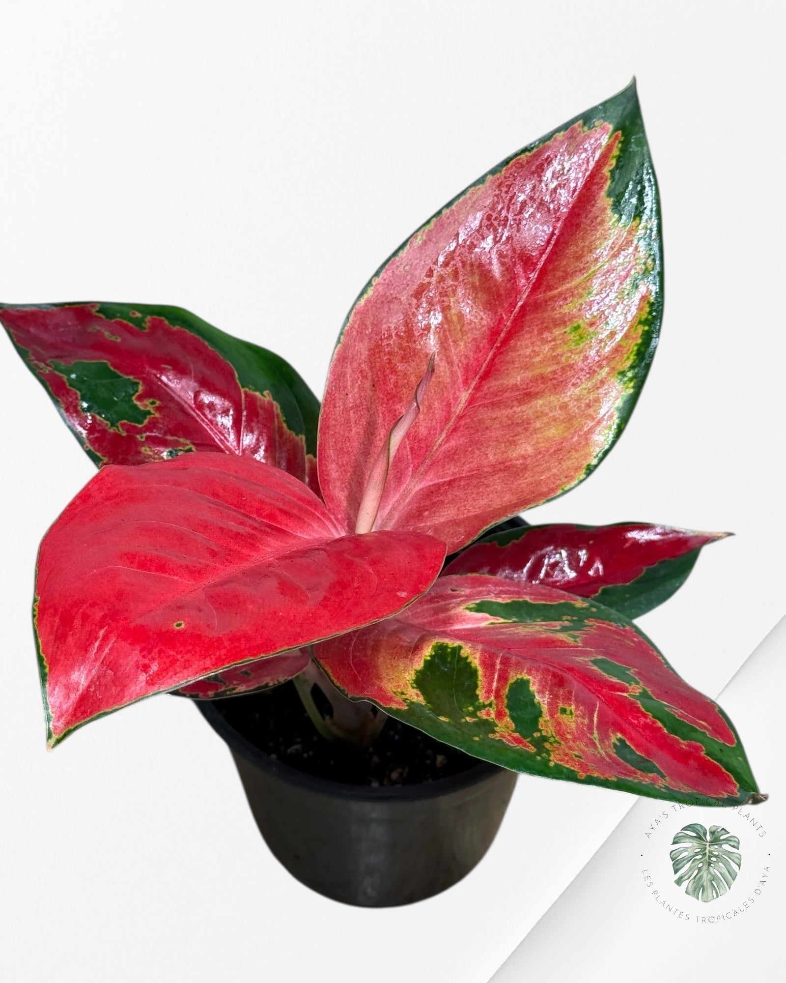 Aglaonema Suksom-404
