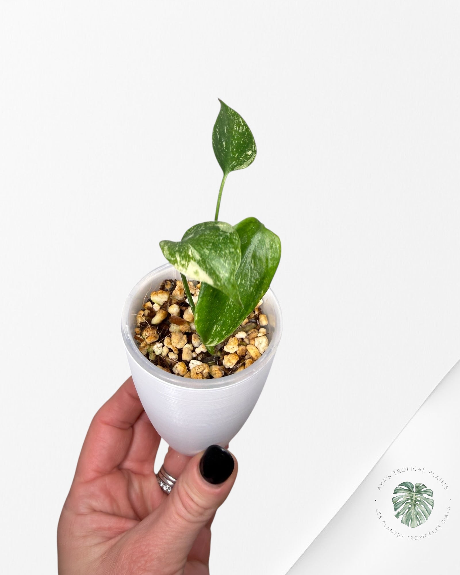 Monstera Thai Constellation Creme Brûlée