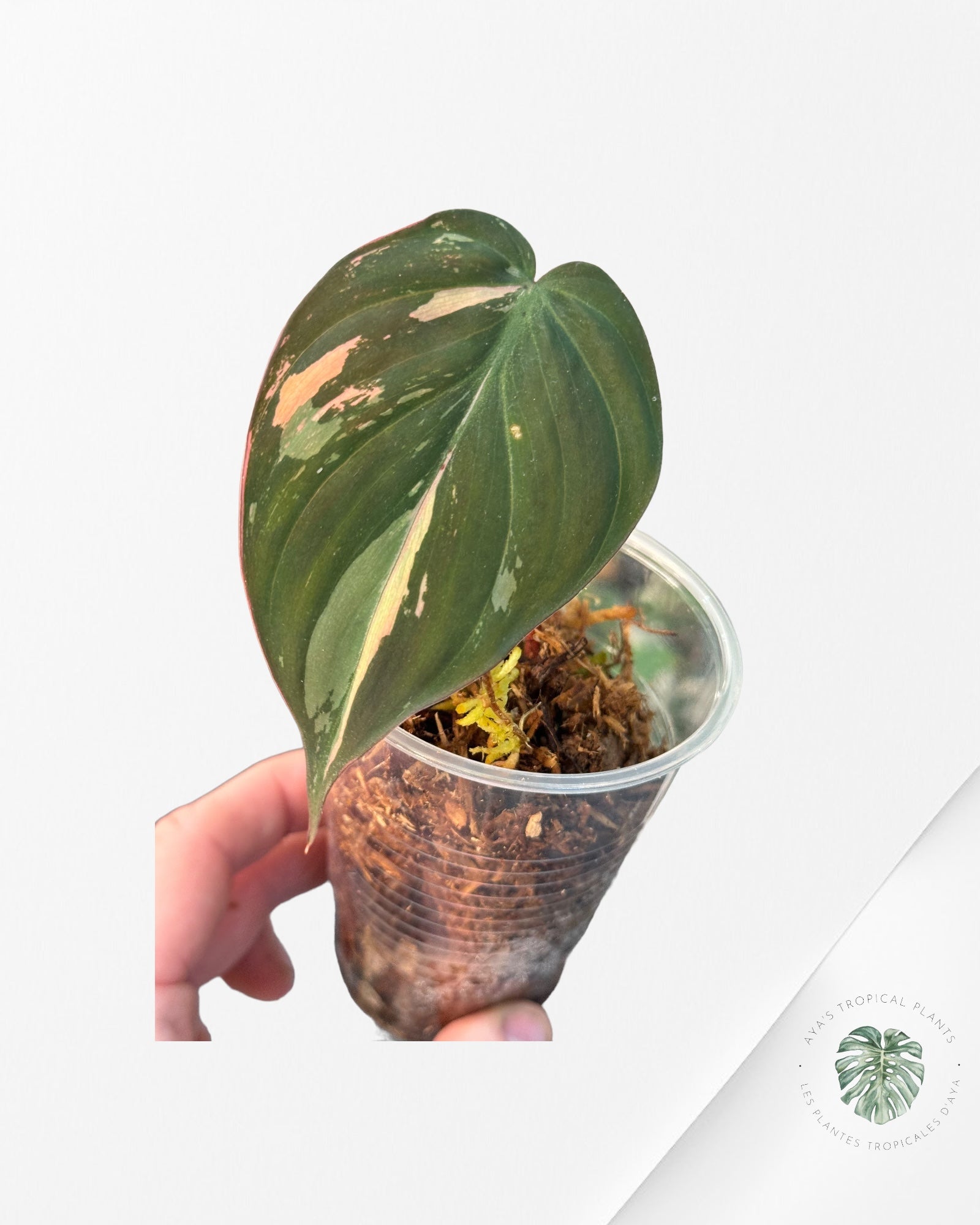Philodendron Hederaceum 'Gabby'-FLO03