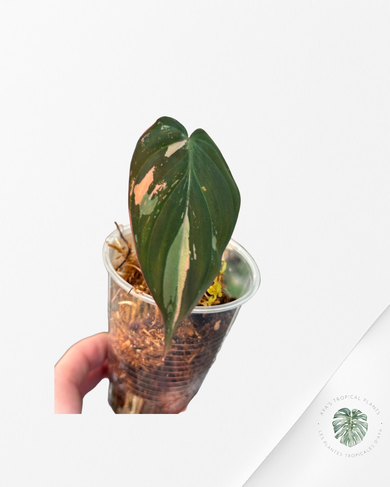 Philodendron Hederaceum 'Gabby'-FLO03