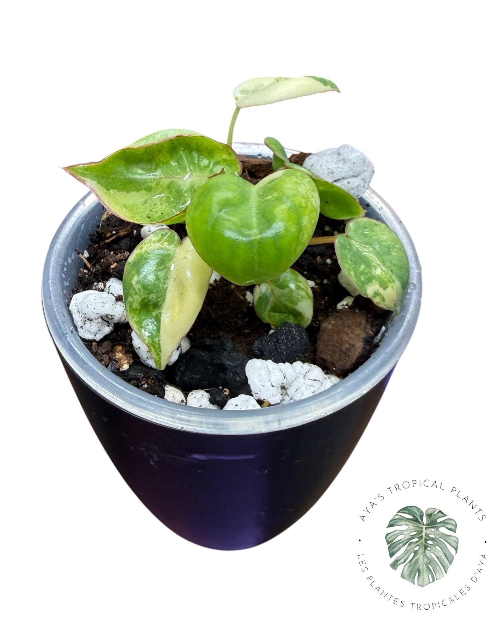 Philodendron Billietiae Panaché