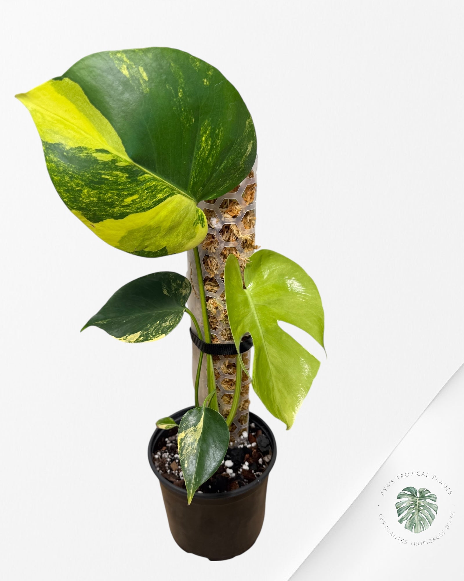 Monstera Deliciosa Jaune 'Marilyn' panaché - 30