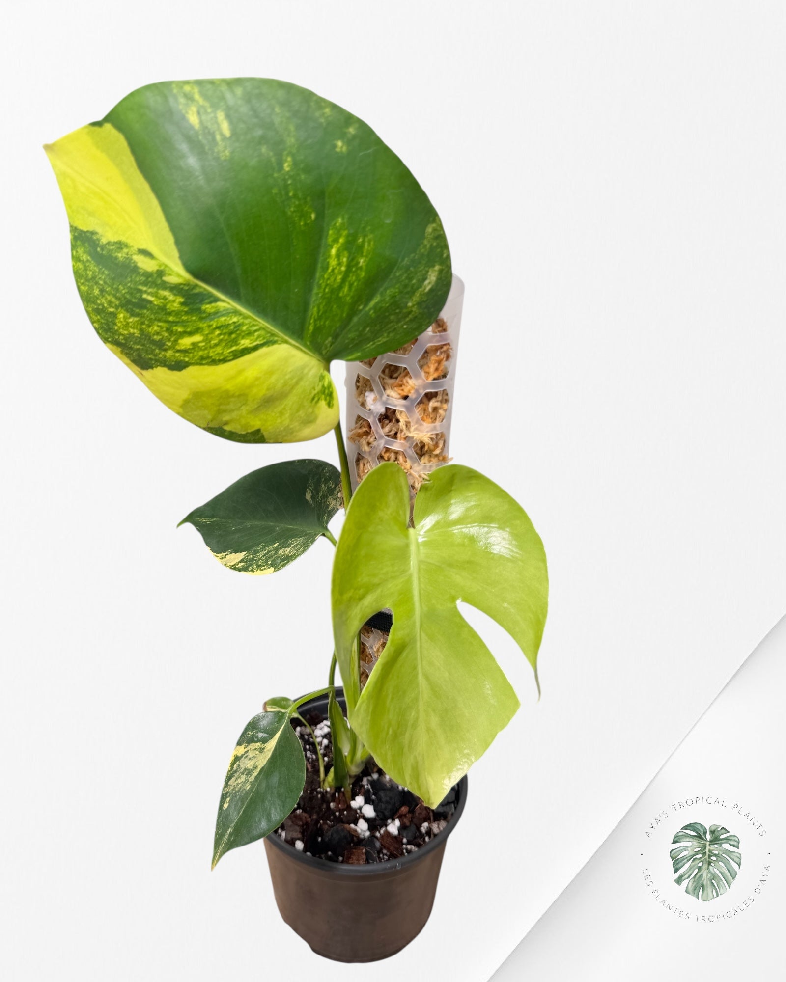 Monstera Deliciosa Jaune 'Marilyn' panaché - 30