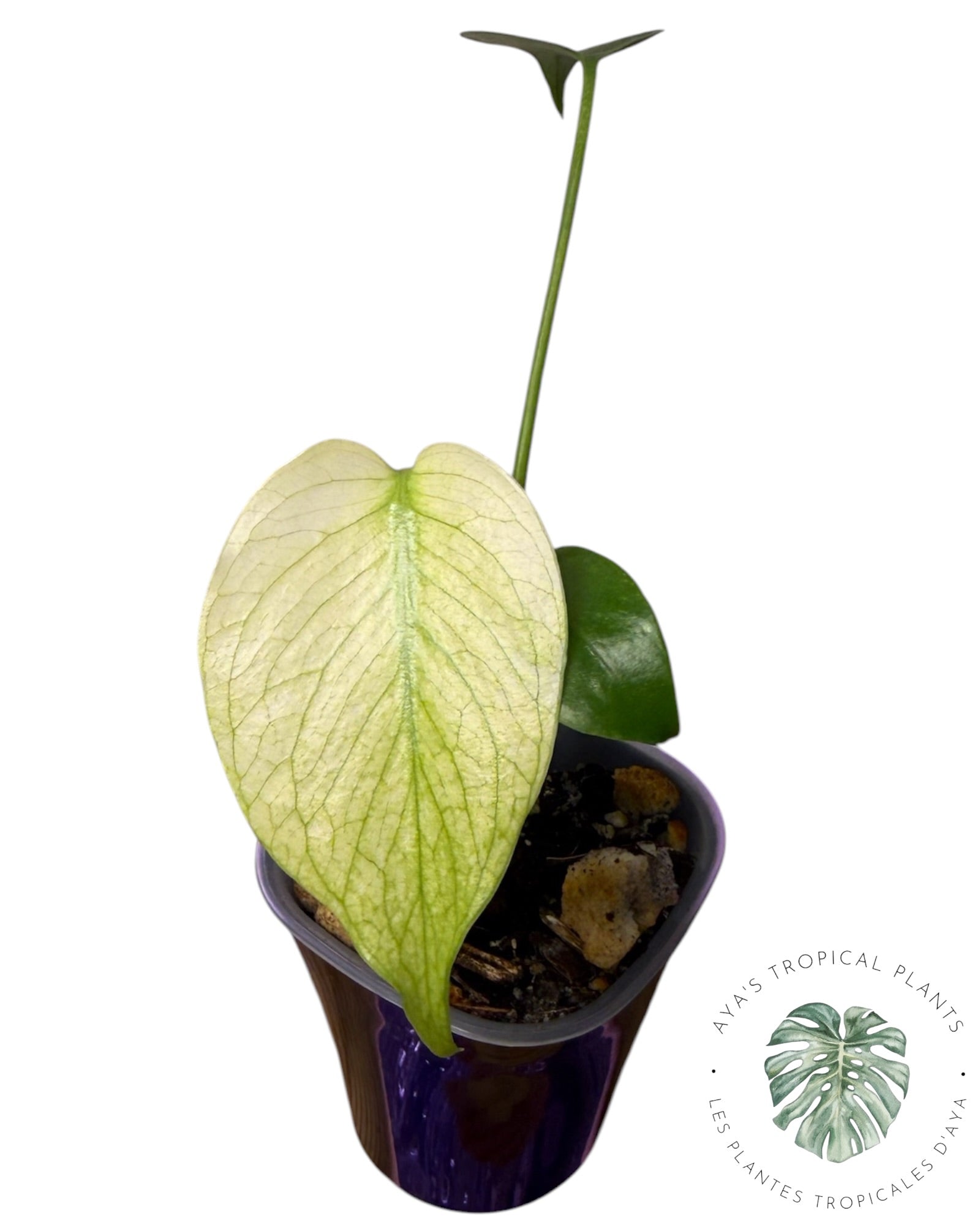 Monstera White Monster