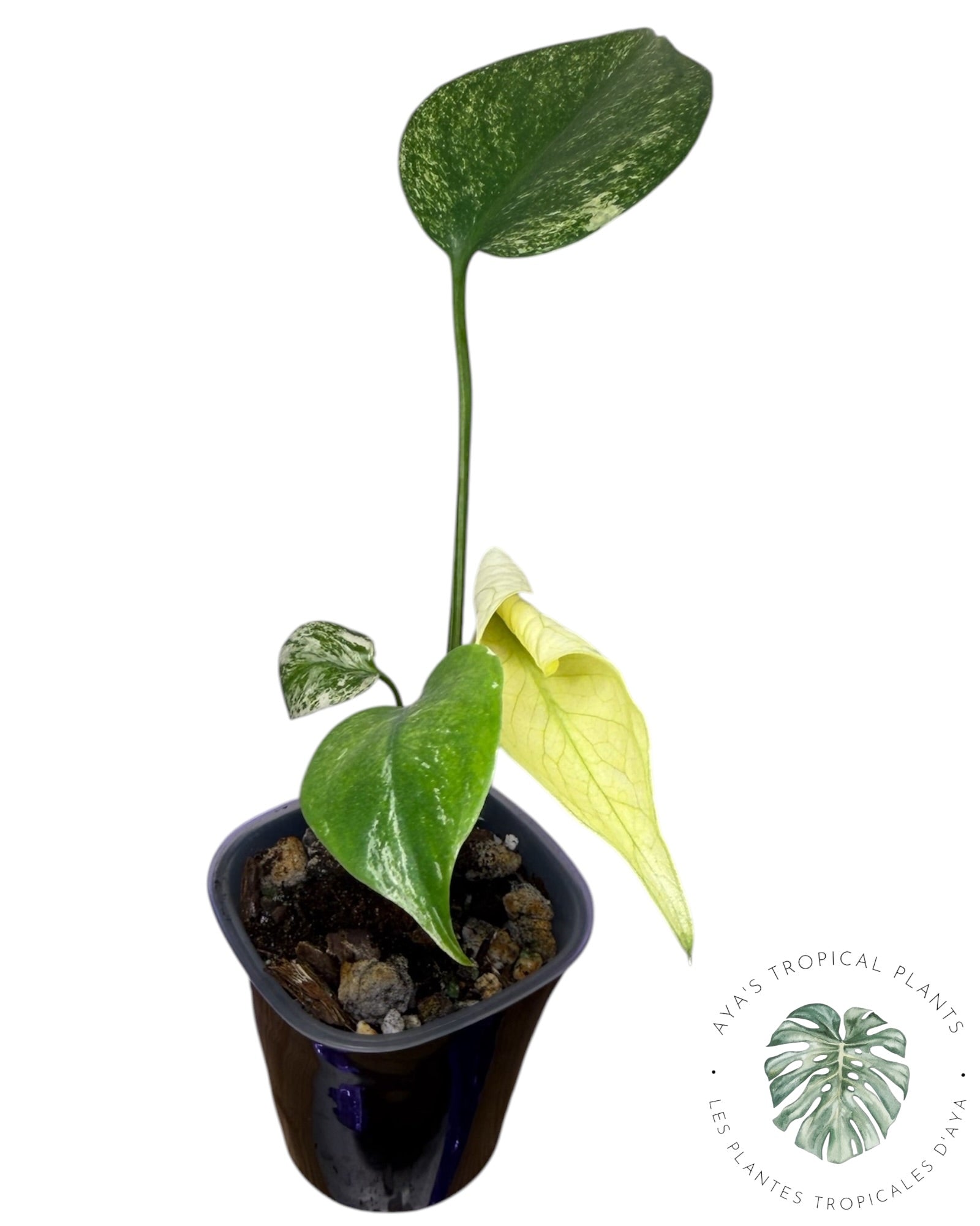 Monstera White Monster