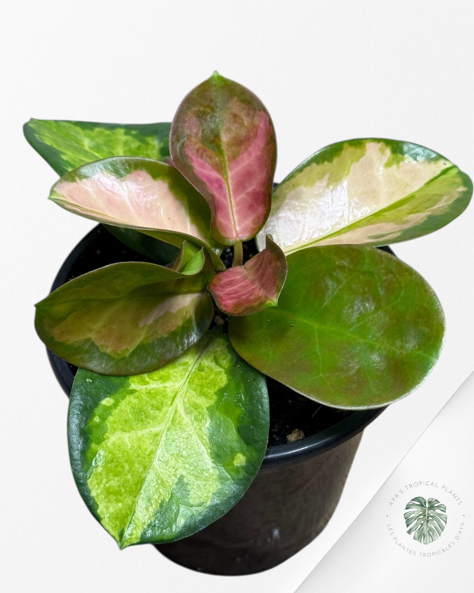 Hoya Australis Lisa Tricolor-413