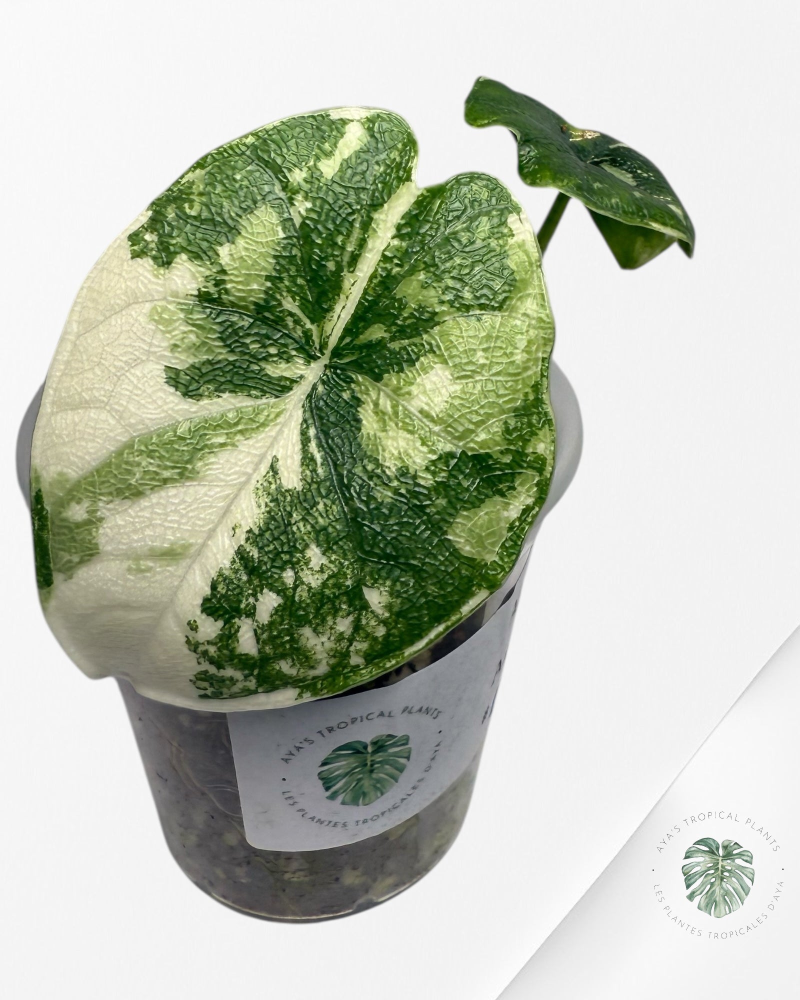 Alocasia Melo Variegated Albo| Rare TC Plant| Aya's Tropical Plants