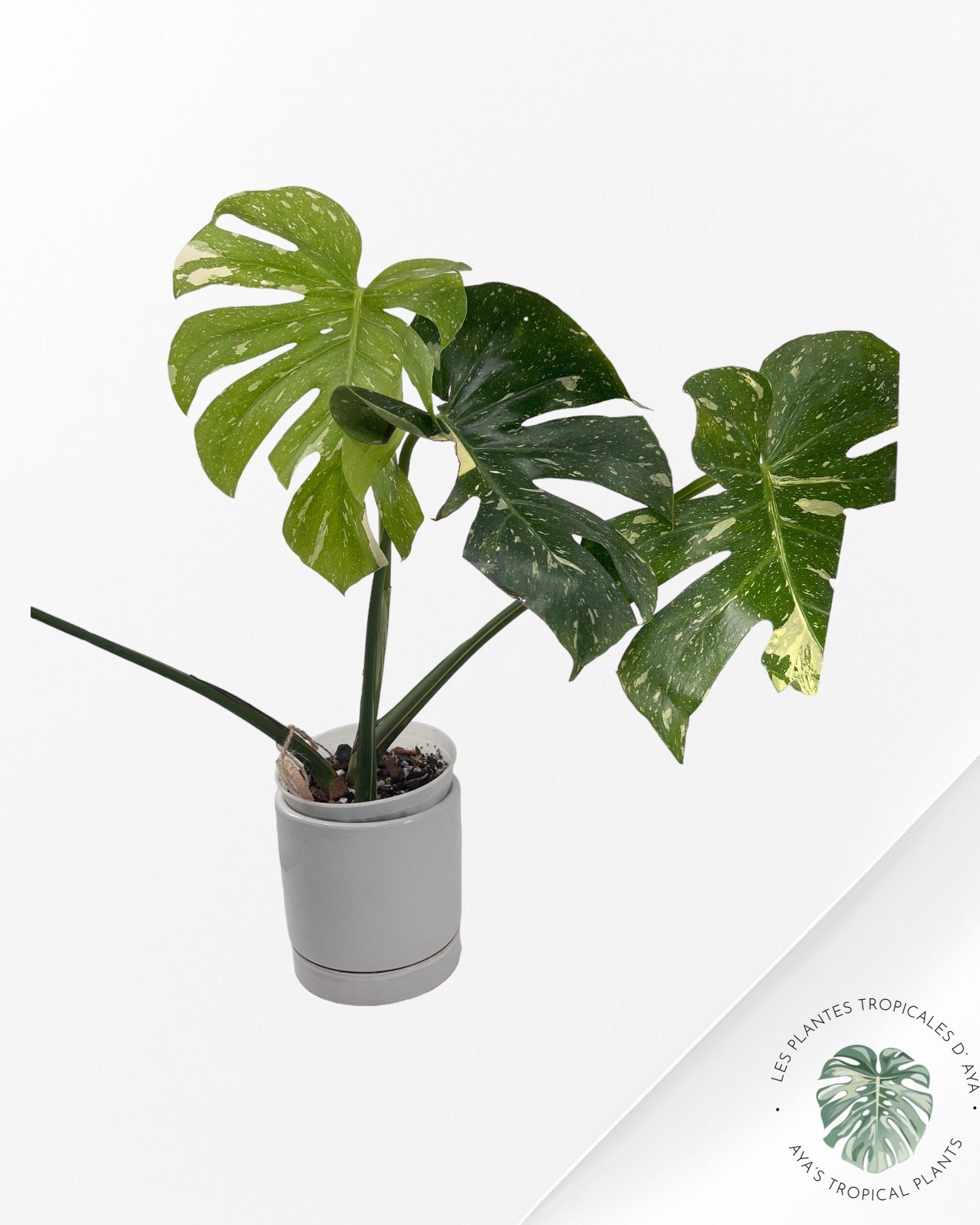 Monstera Thai Constellation-A. ( large)