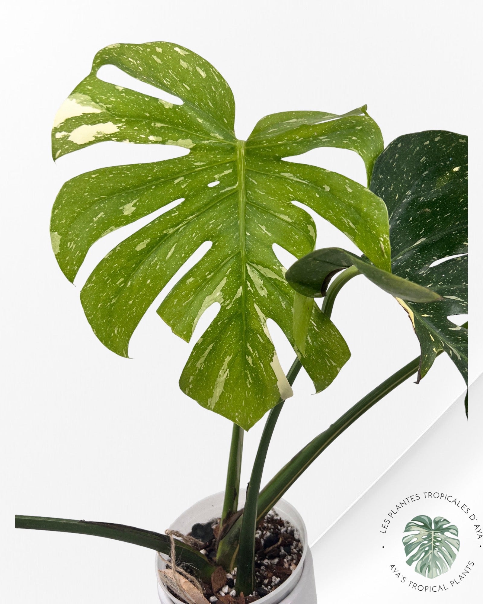 Monstera Thai Constellation-A. ( large)