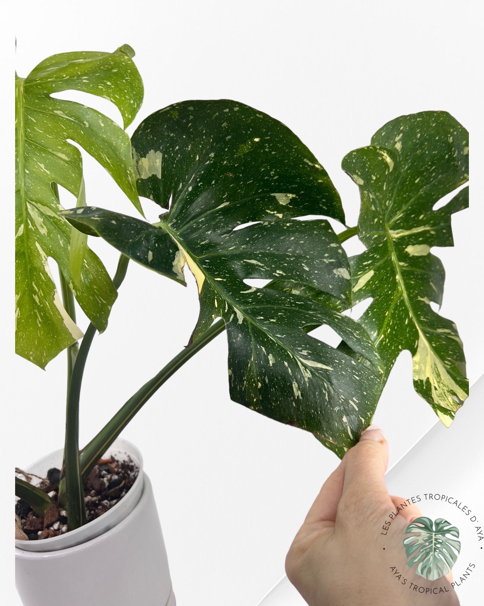 Monstera Thai Constellation-A. ( large)