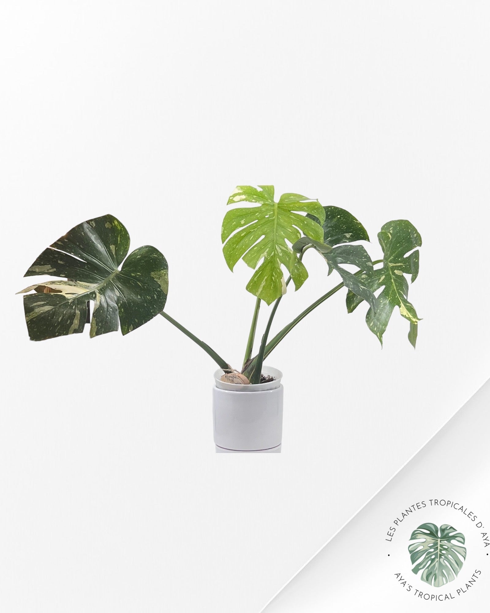 Monstera Thai Constellation-A. ( large)
