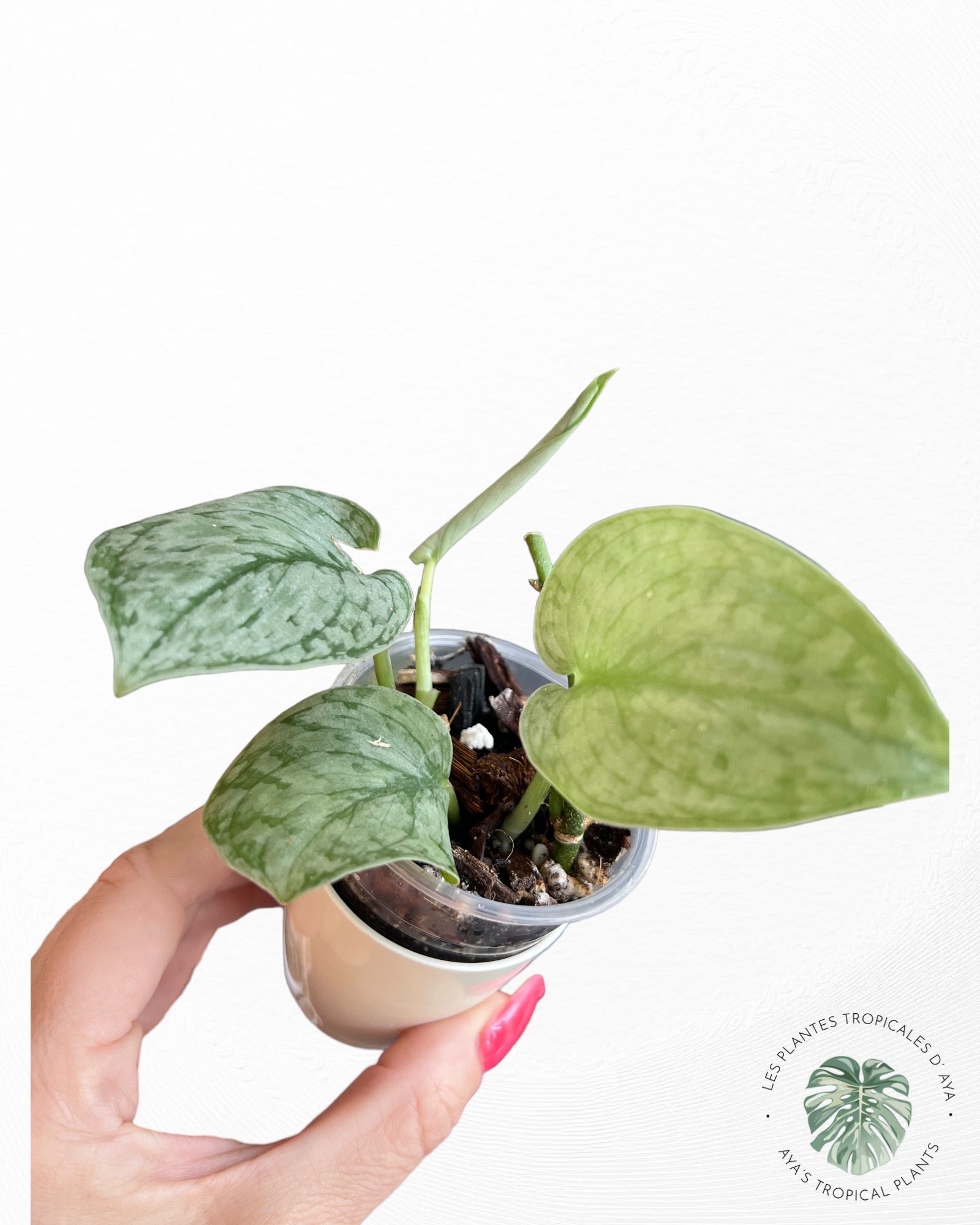 Scindapsus Silver Cloud-PO22