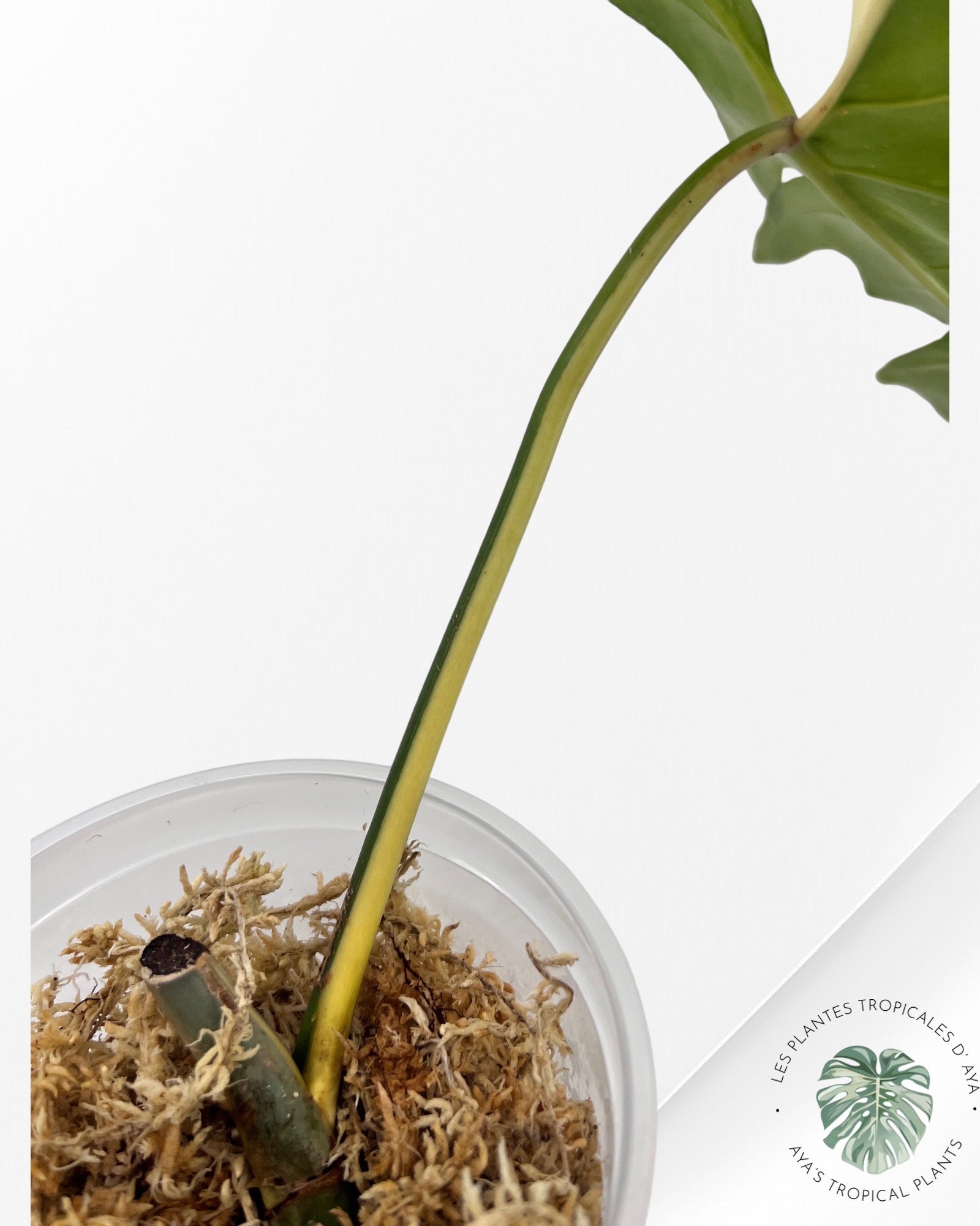 Philodendron Golden Dragon-A